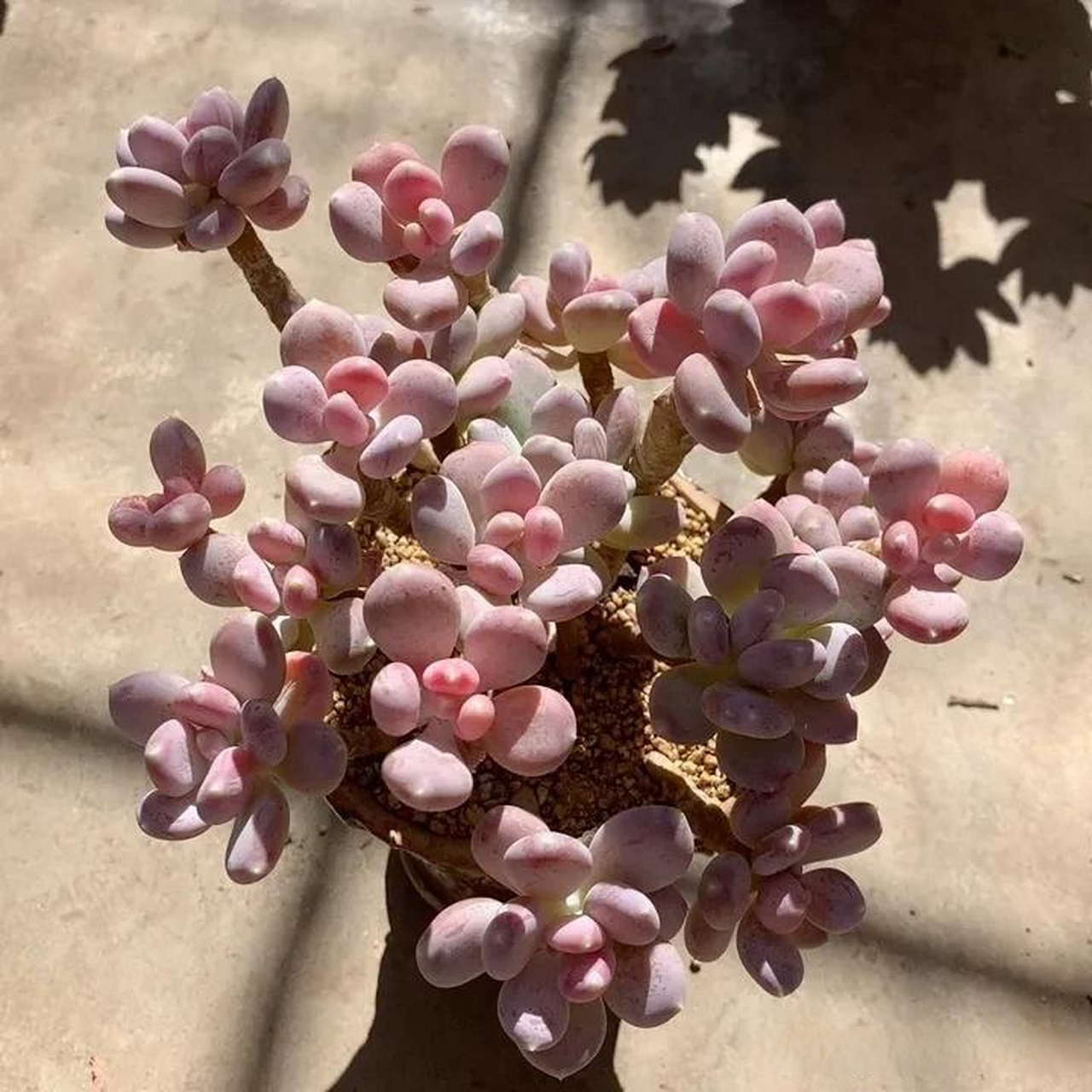 每天分享一种多肉 欣赏一组稻田姬