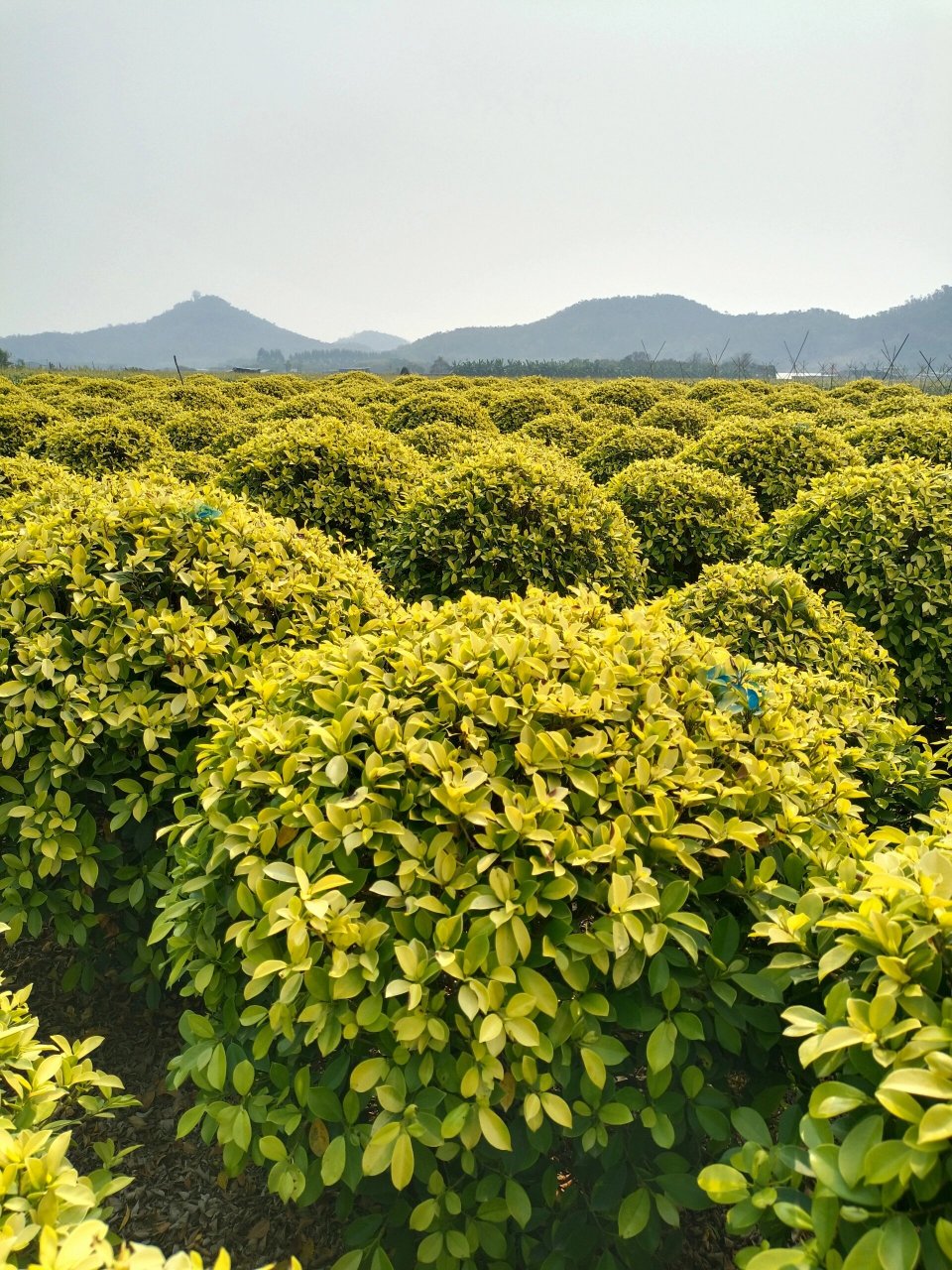 黄金榕球形 品种叫黄金榕球,图片球形规格是80-1米高度,80-1米宽度