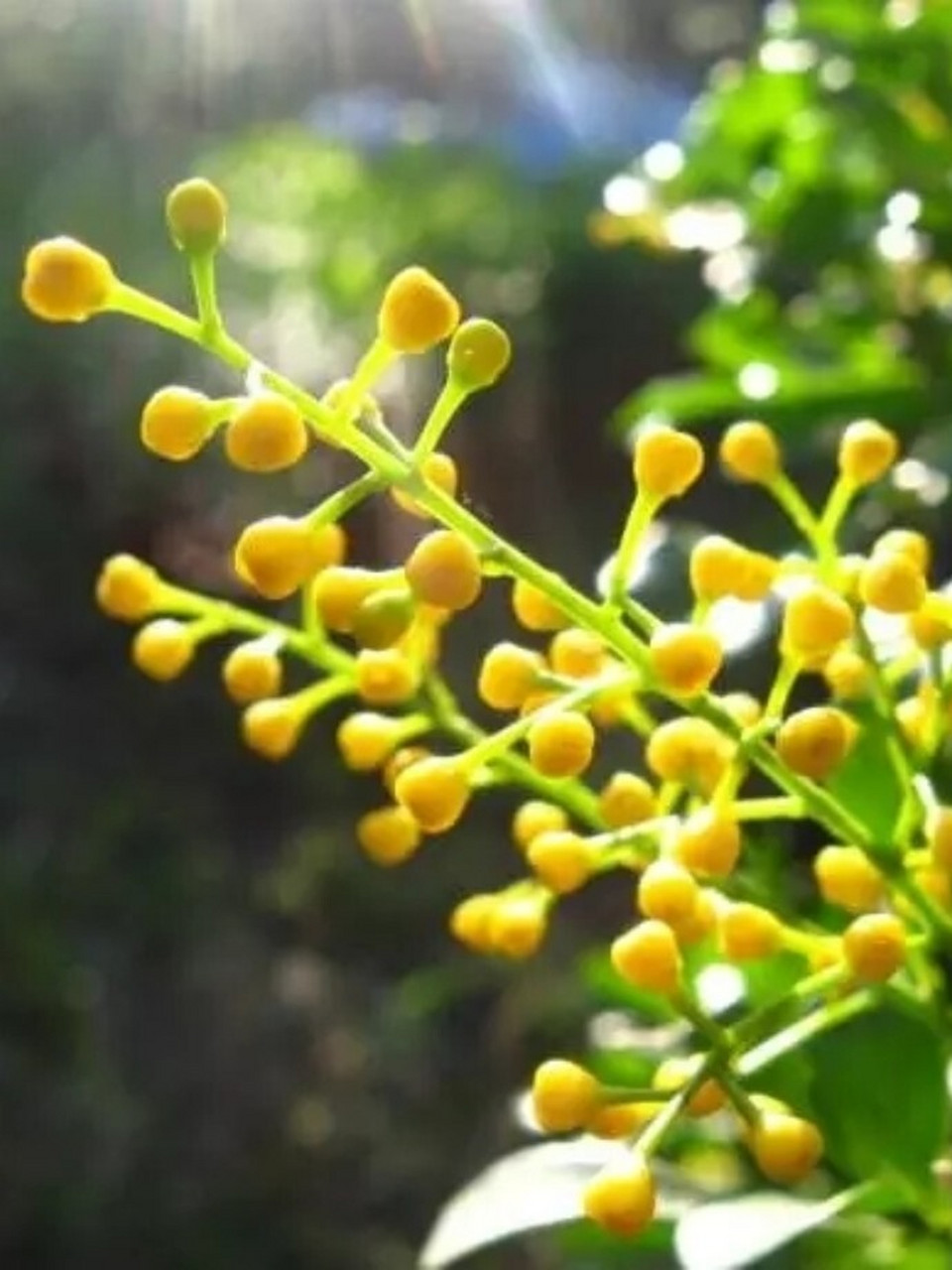 米兰花这么养,开花期花香飘满屋 米兰花,学名为米仔兰,像"四季米兰","