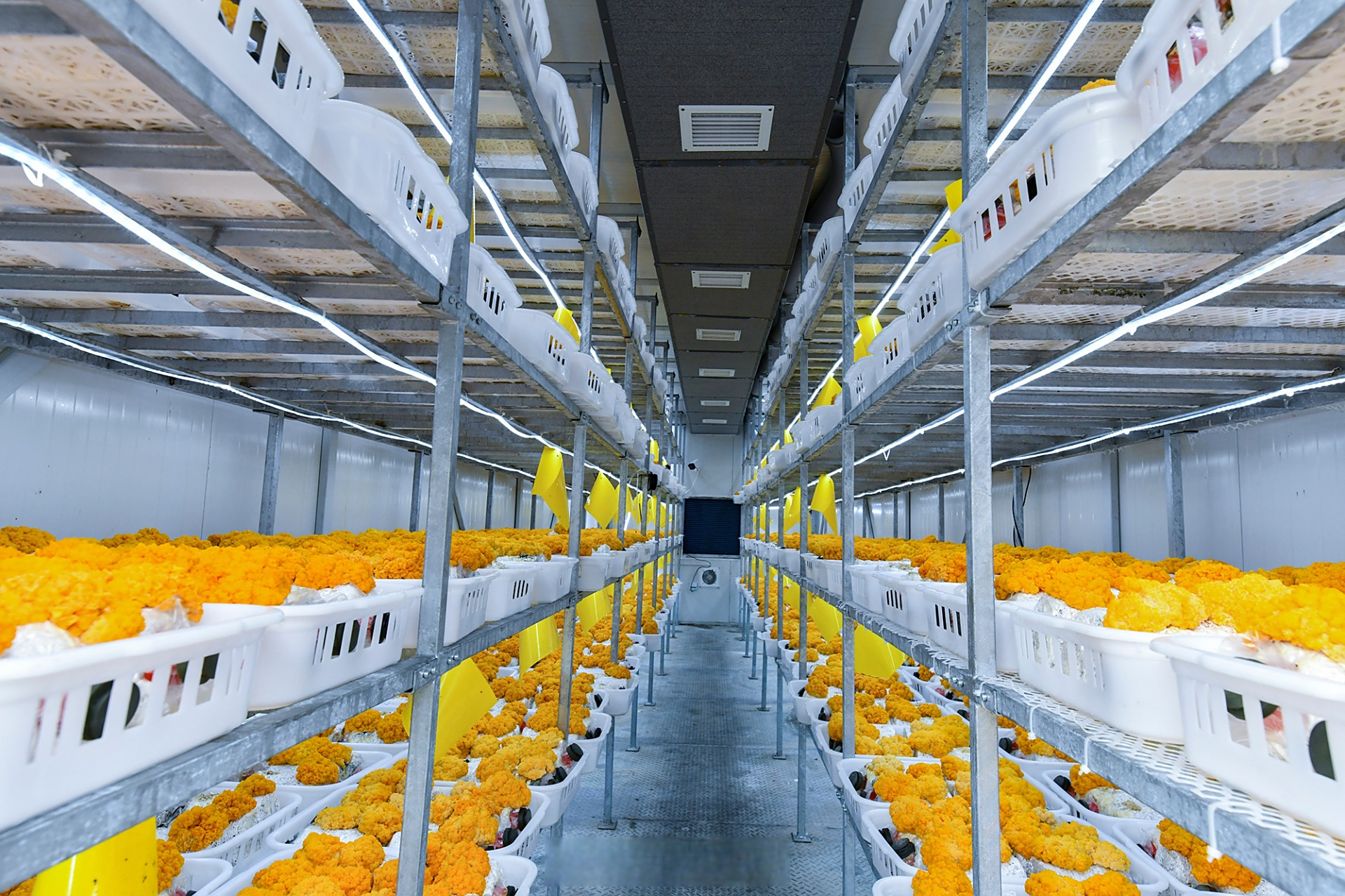 【"方舱蘑菇小金耳"的成长】#连通区县# 在宁波市