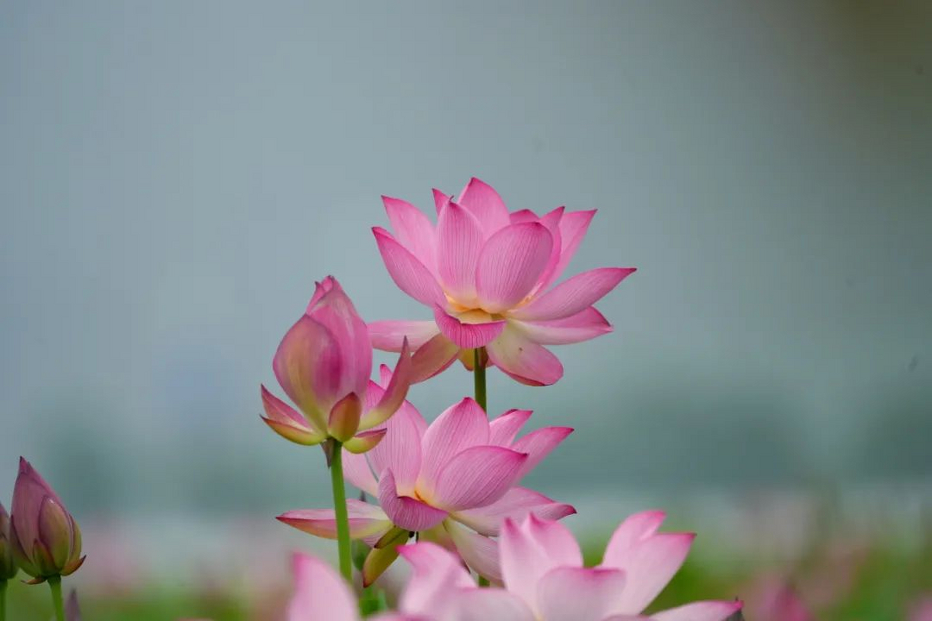 清晨核动力#早安,祝你今天好运"莲莲" (图:三门核电 )