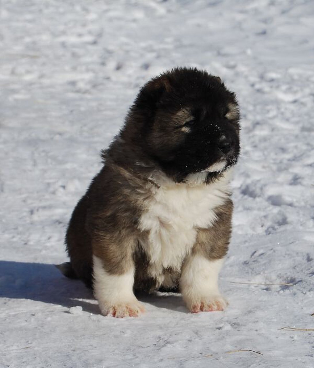 一个半月的小高加索牧羊犬 四十多天的绒球小高   vlog