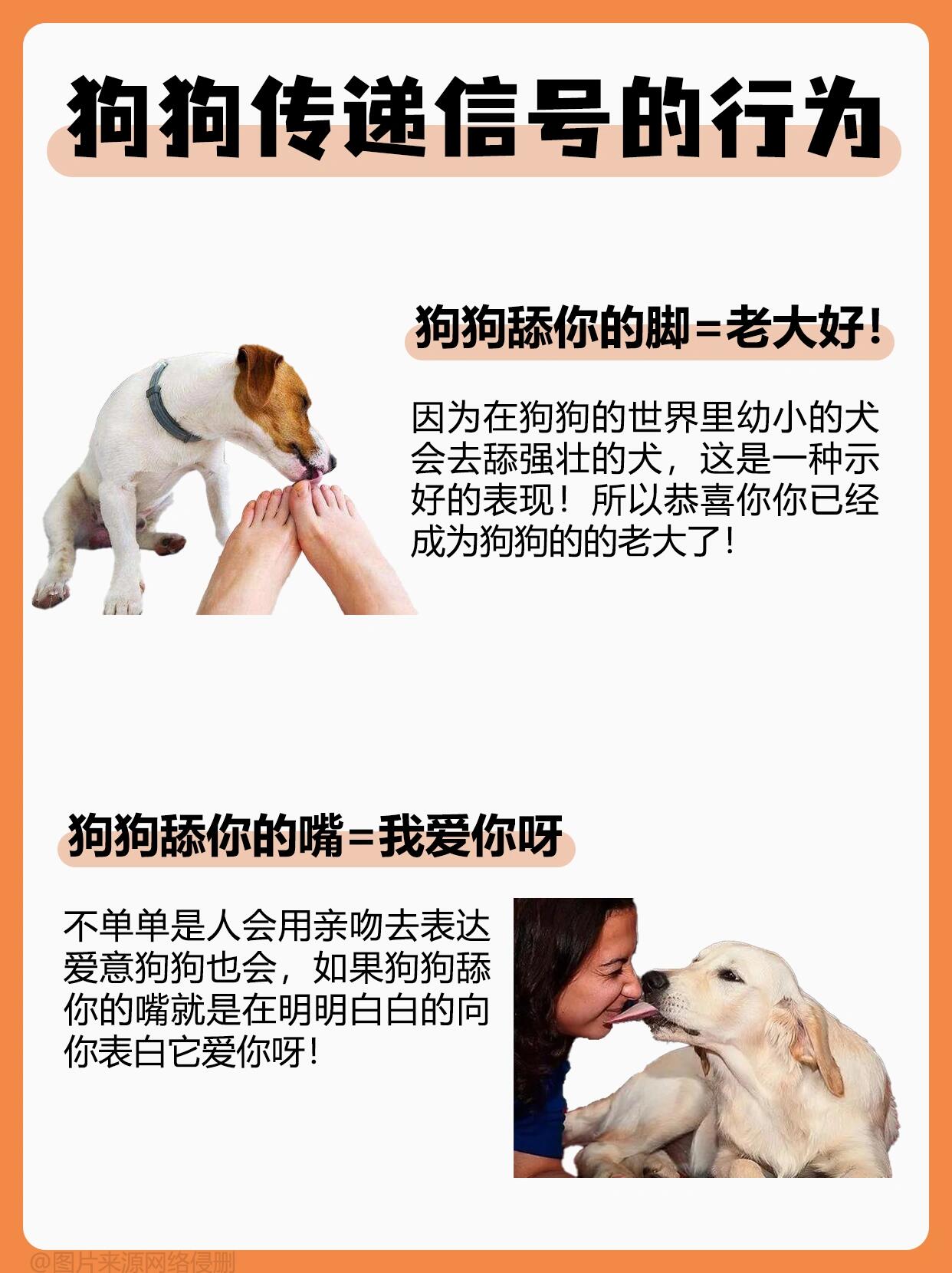 狗狗舔你是这个意思,不要傻傻不知道!