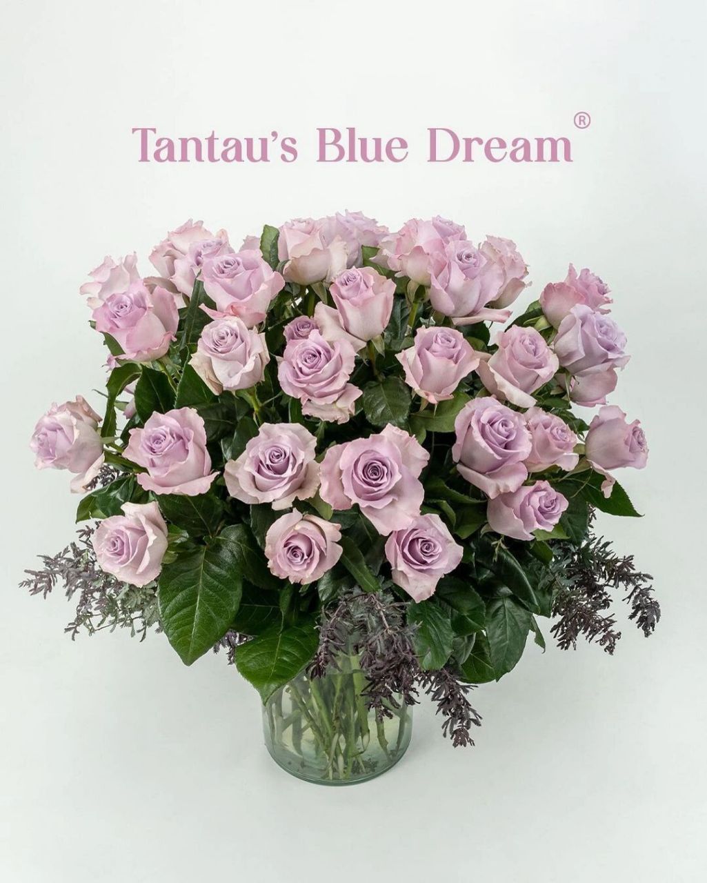 玫瑰品种 | blue dream 蓝梦