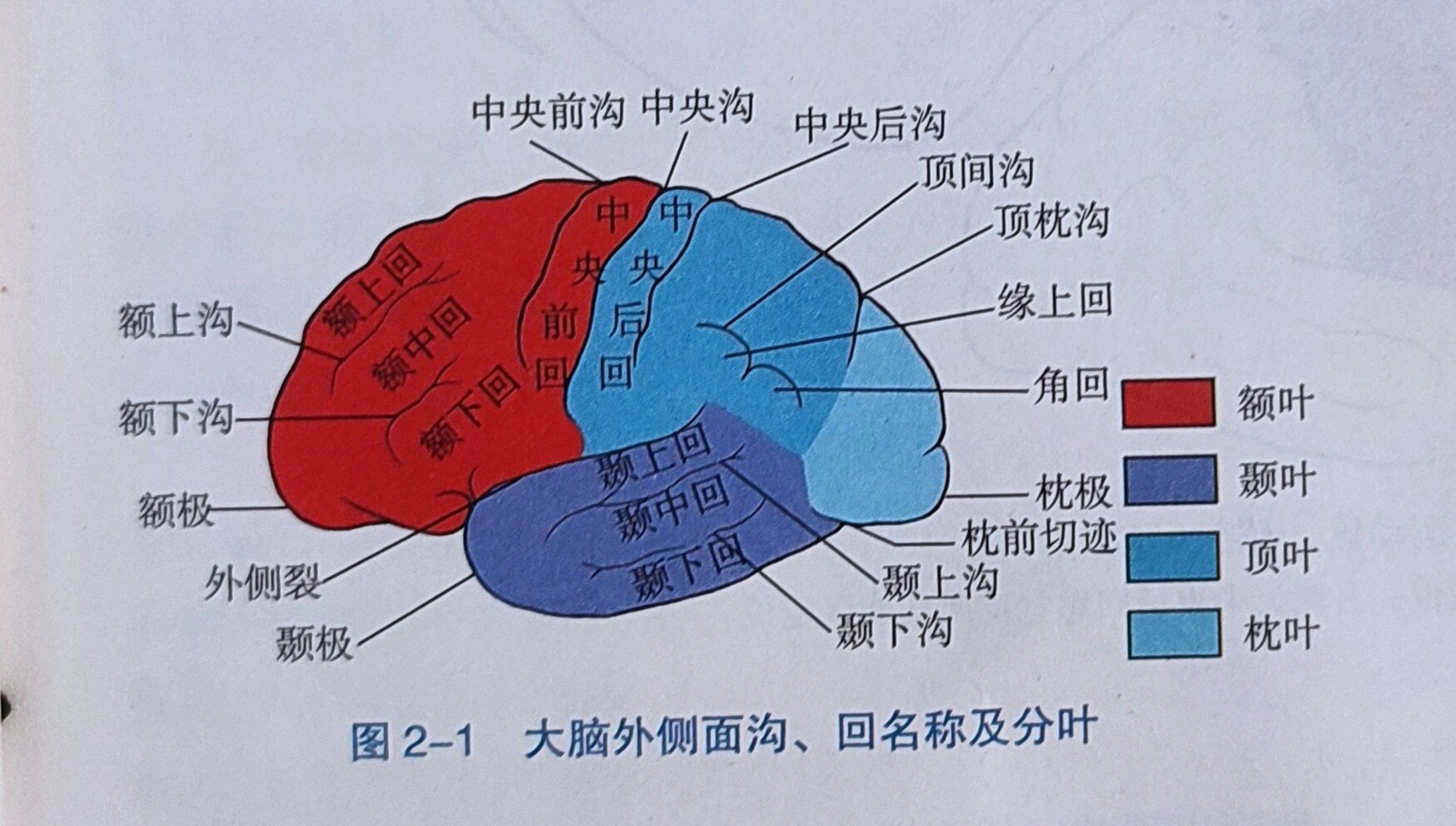 大脑组成部分图片图片