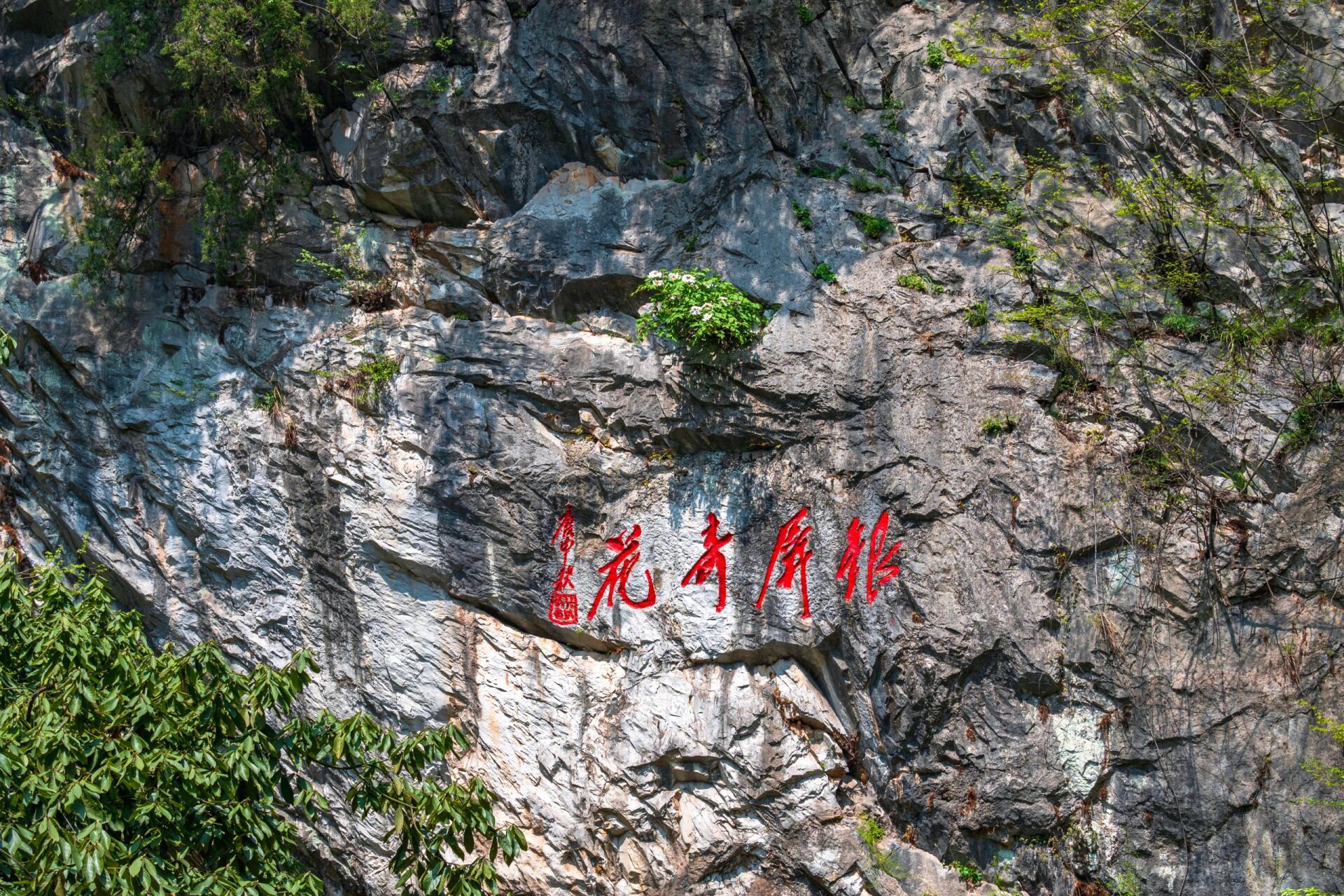 巢湖银屏山牡丹花图片