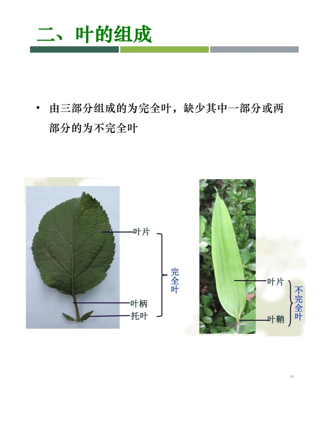 组成 由三部分组成的为完全叶