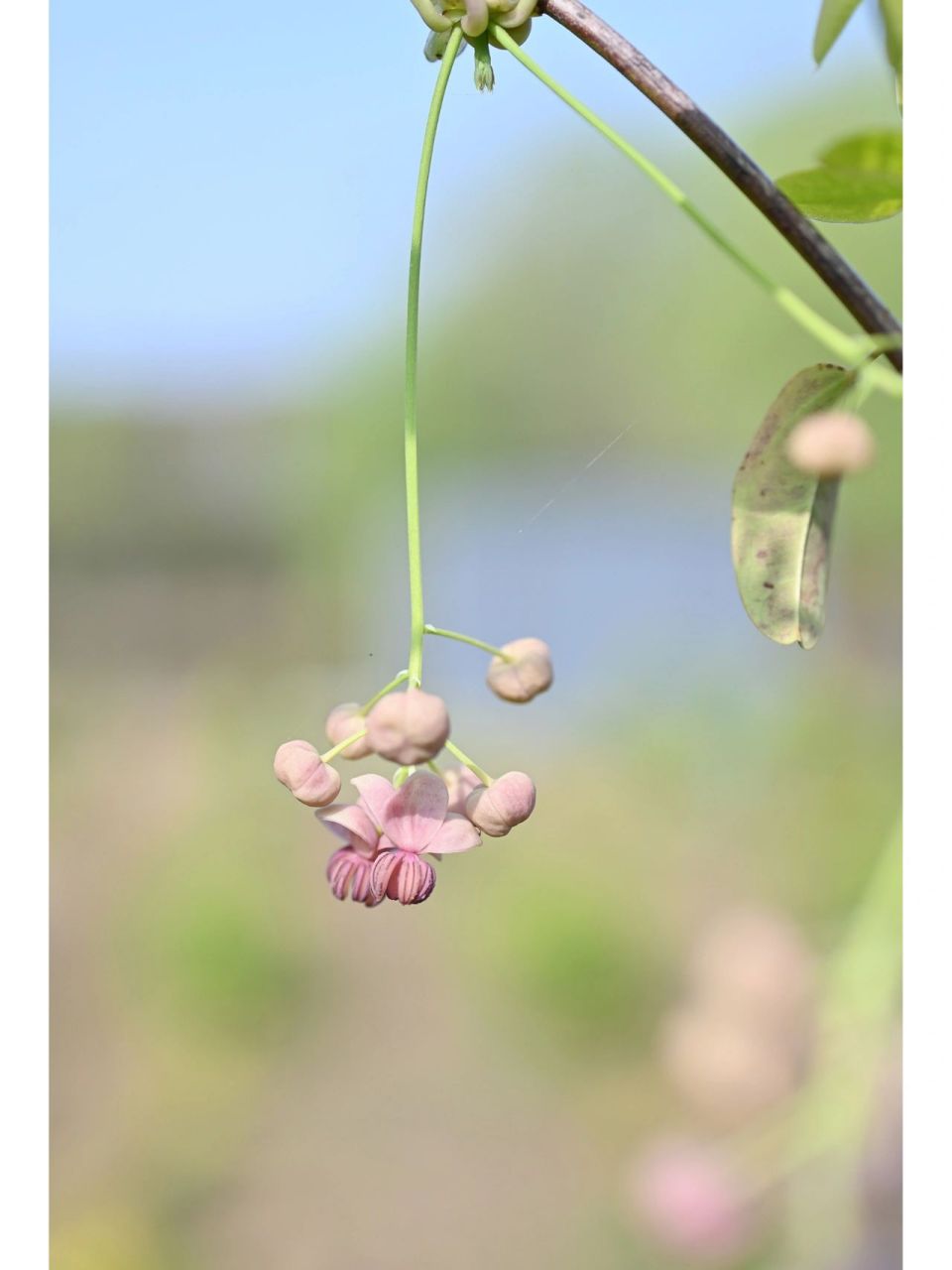 八月炸开花图片