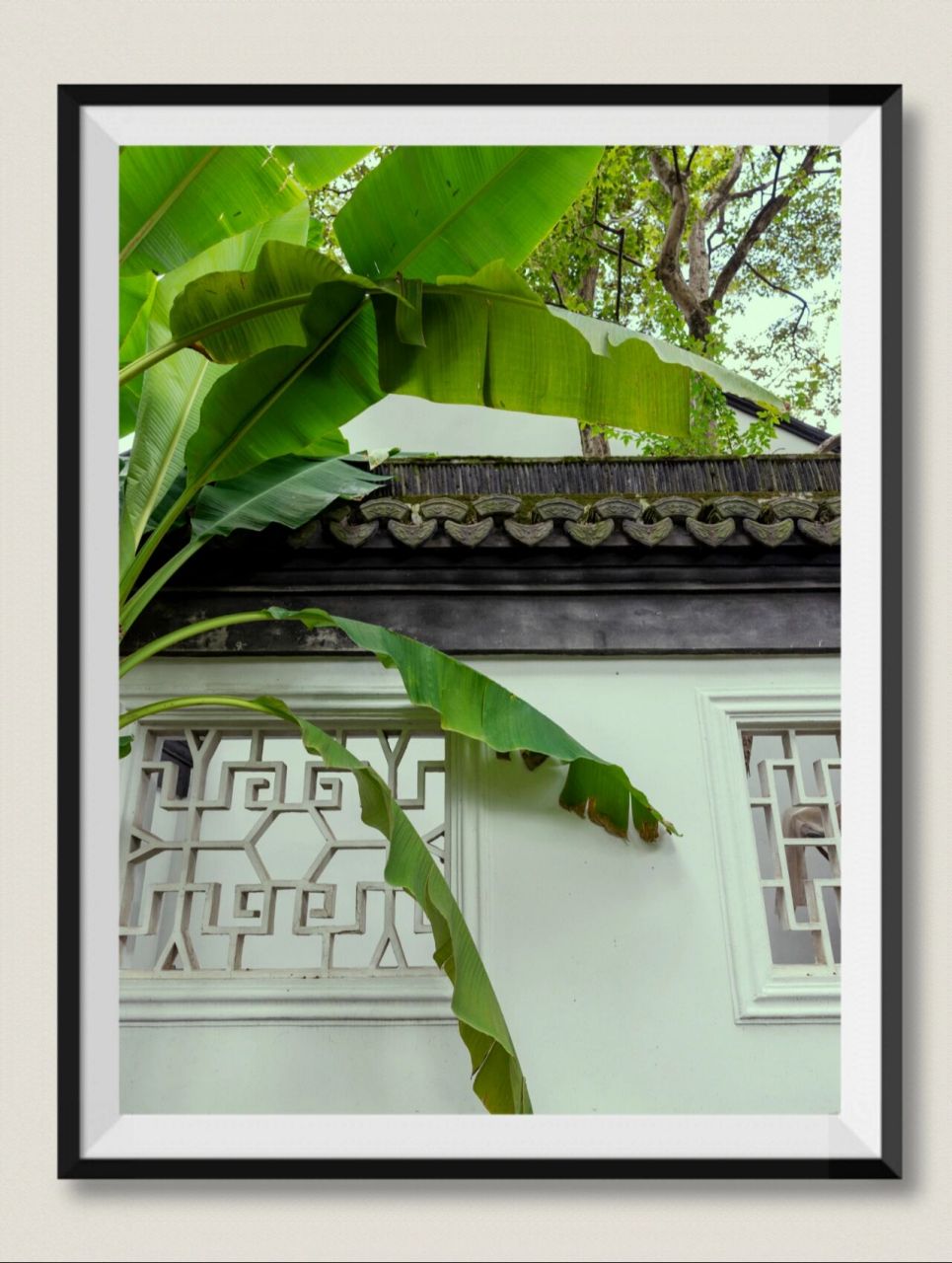 芭蕉树(二) 摄影暖阳 芭蕉树好美 江南园林代表性的植物之一