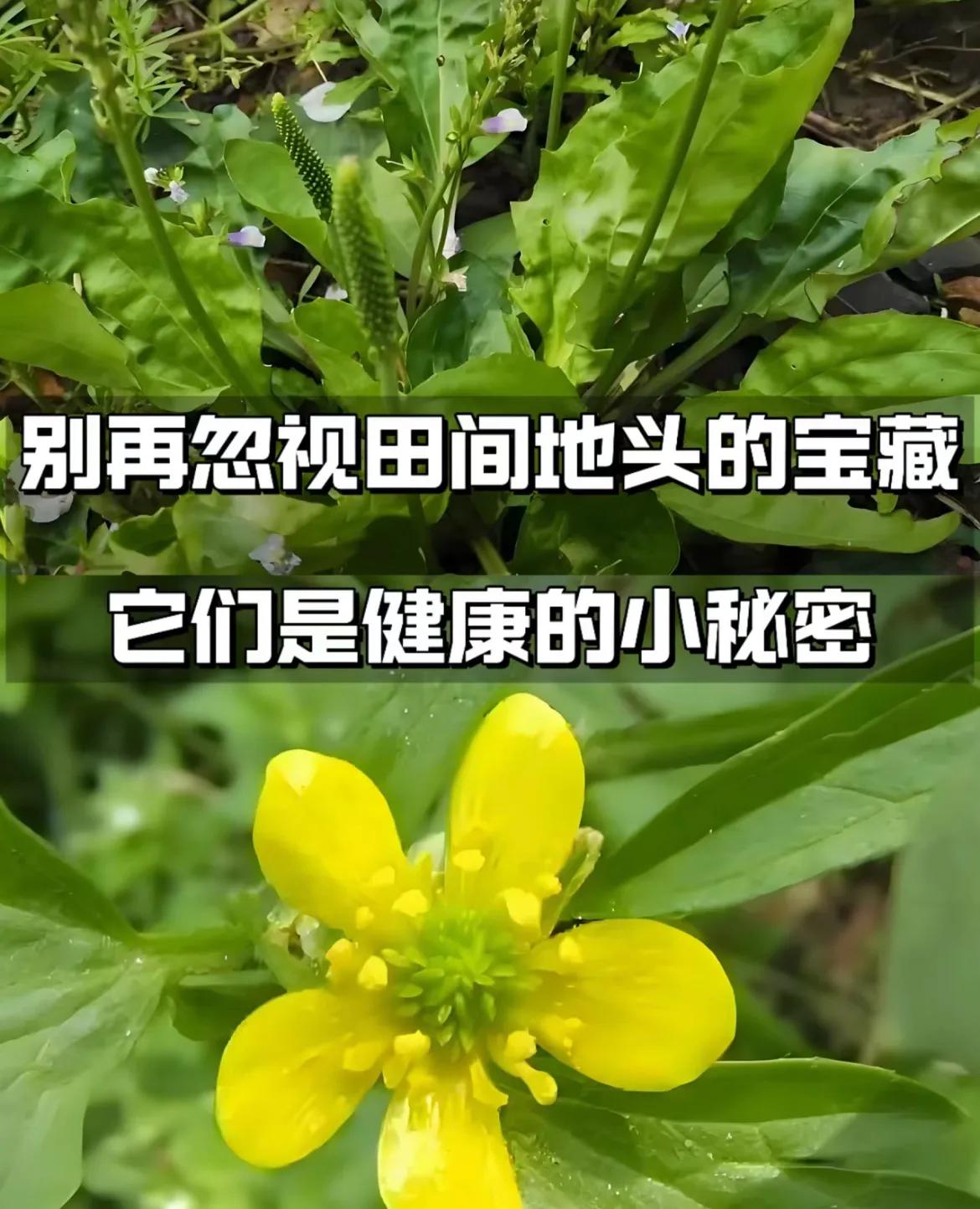 散结草的别名