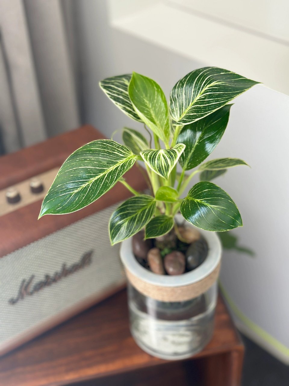 水培绿植之铂金钻蔓绿绒