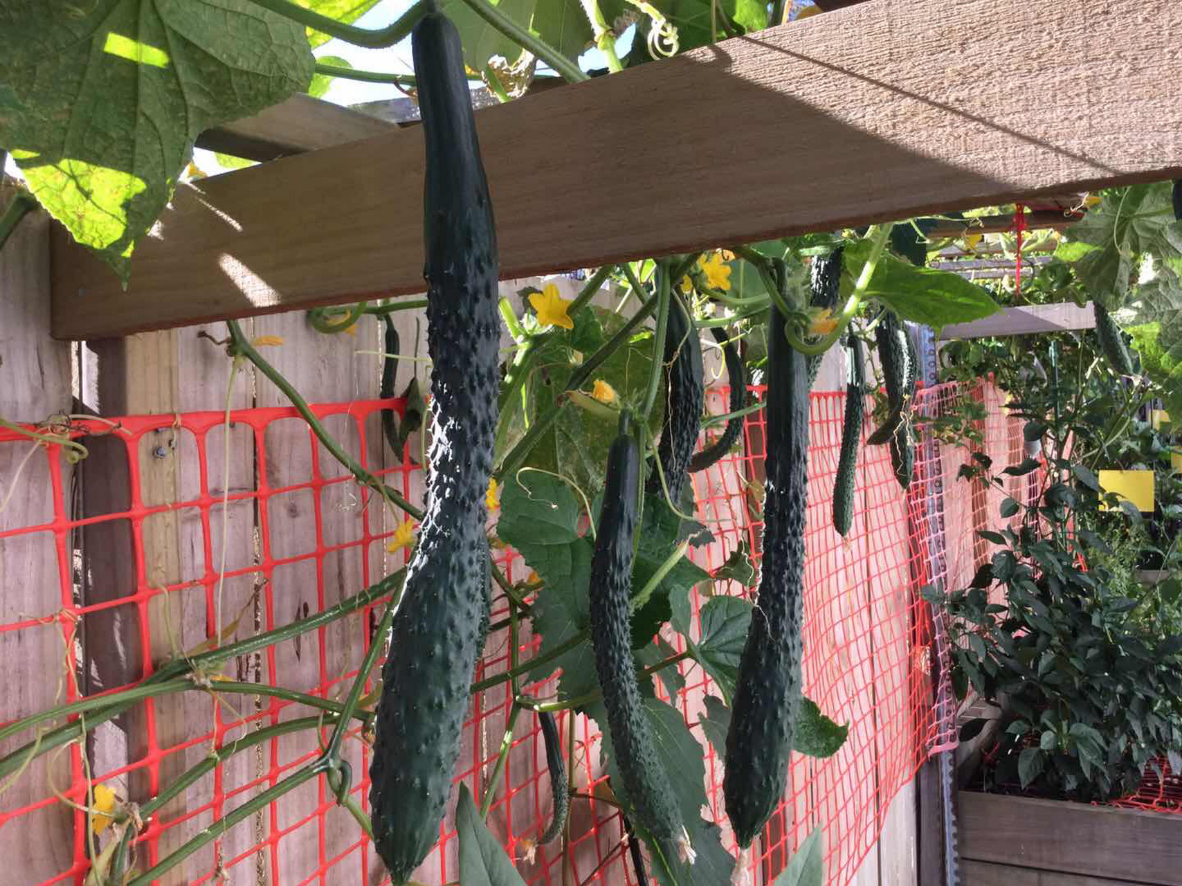 黄瓜嫁接 把黄瓜苗嫁接到根系发达的南瓜苗子上,这个技术我已经熟练