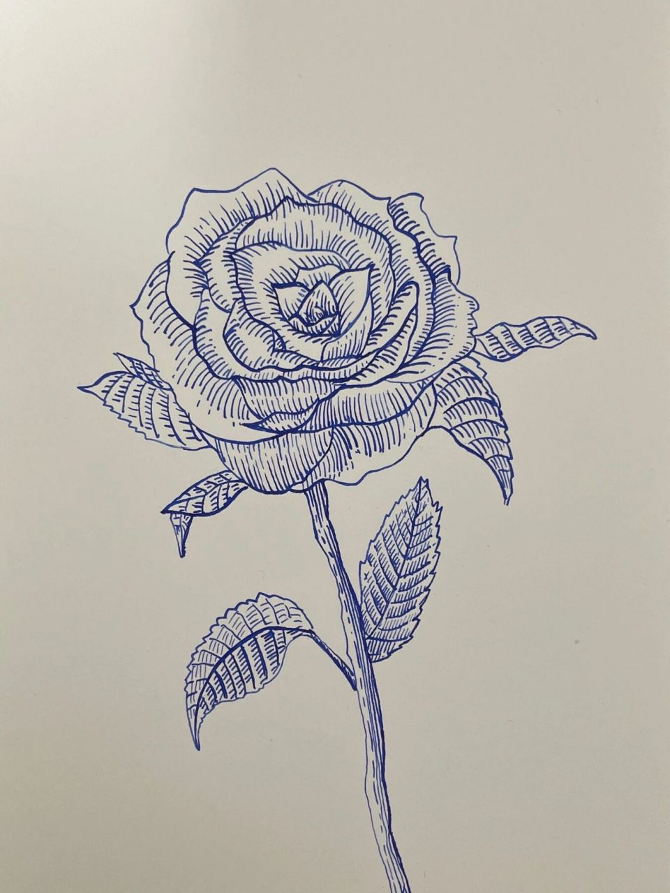 玫瑰|钢笔画 "哪朵玫瑰没有荆棘 最好的报复是美丽" 发了视频忘记发