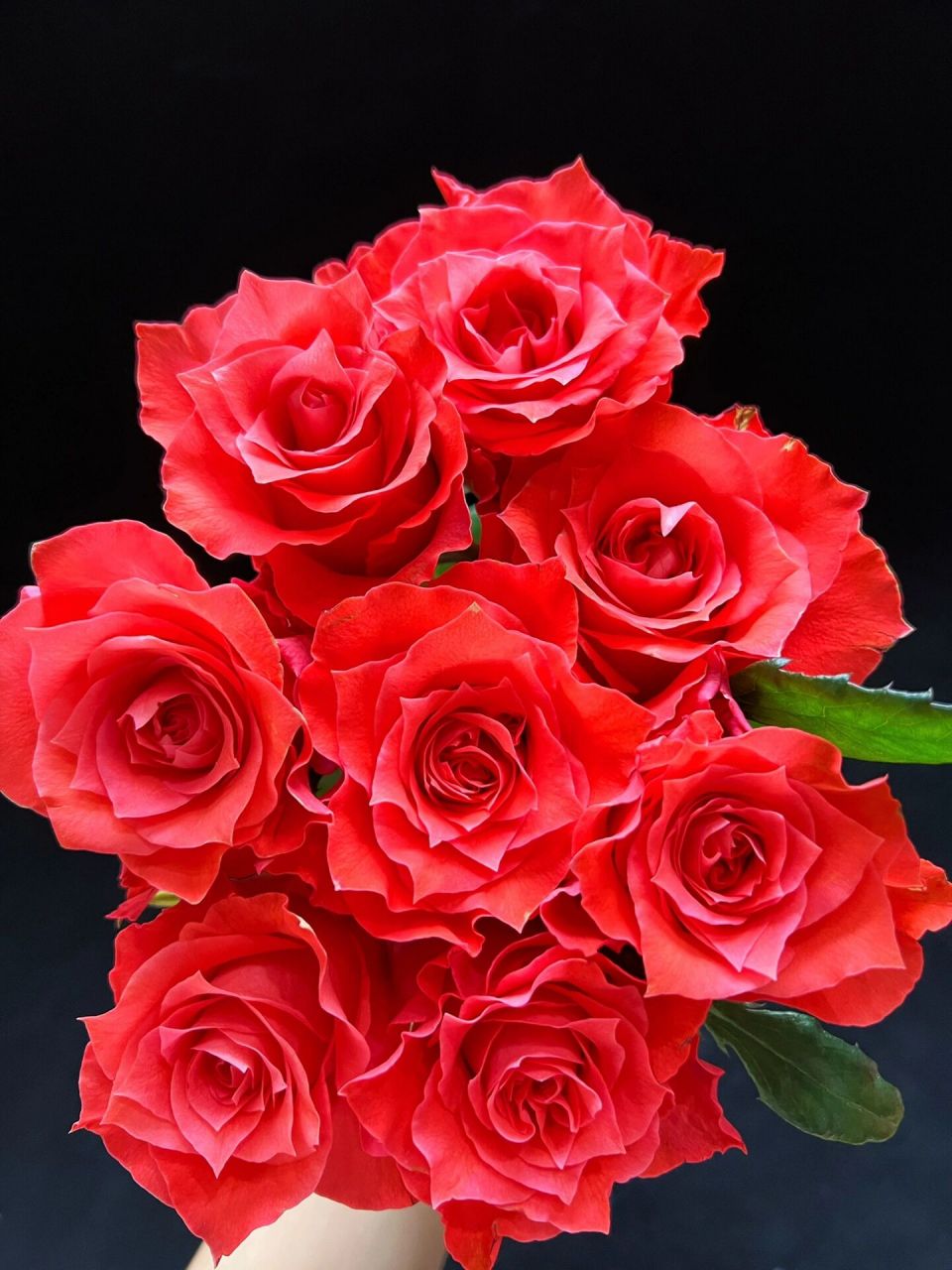 玉海棠玫瑰 来自诺斯沃德基地的玉海棠玫瑰a级,杆子又长又直,差不多