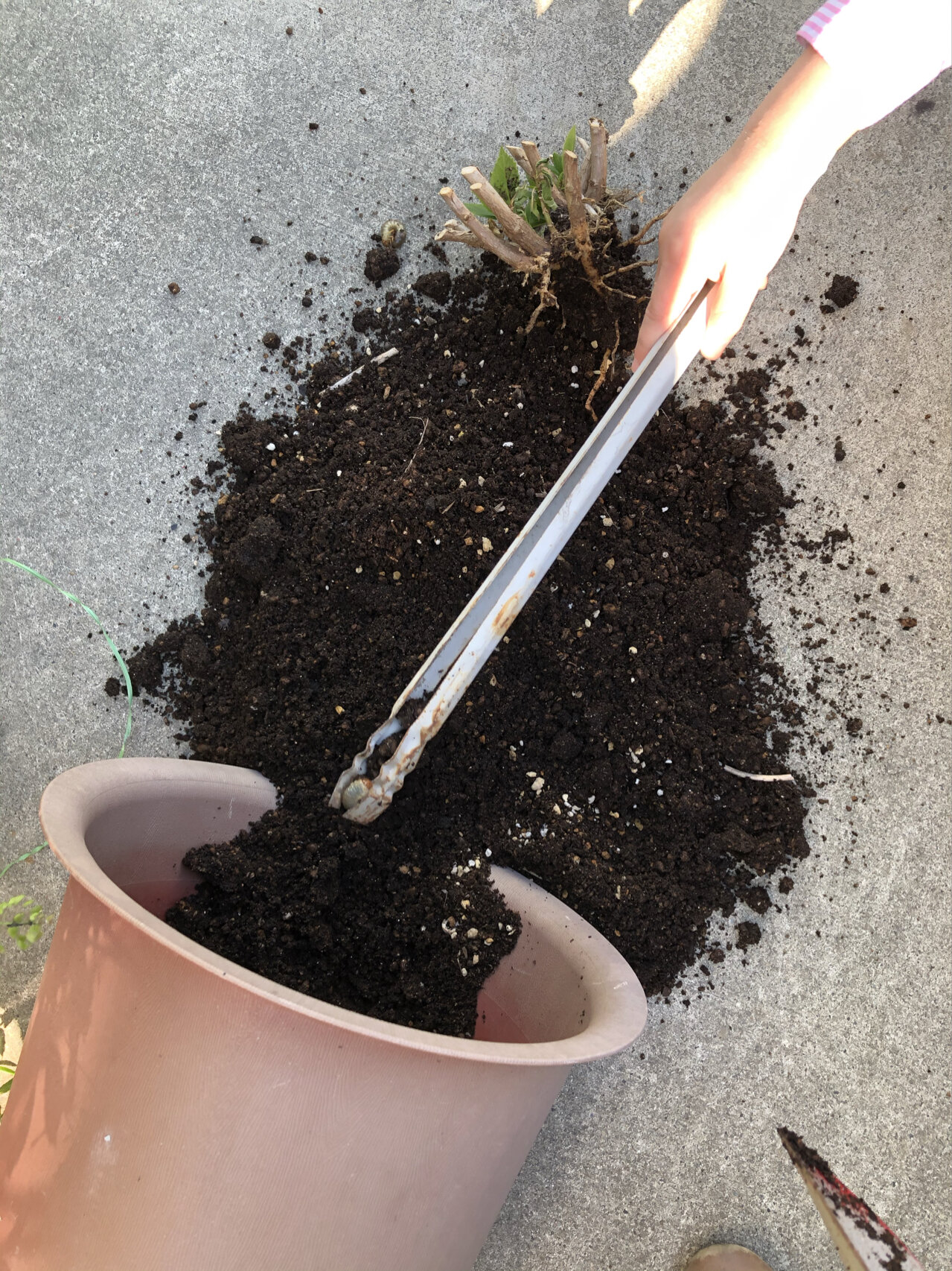 金龟子08幼虫(蛴螬)