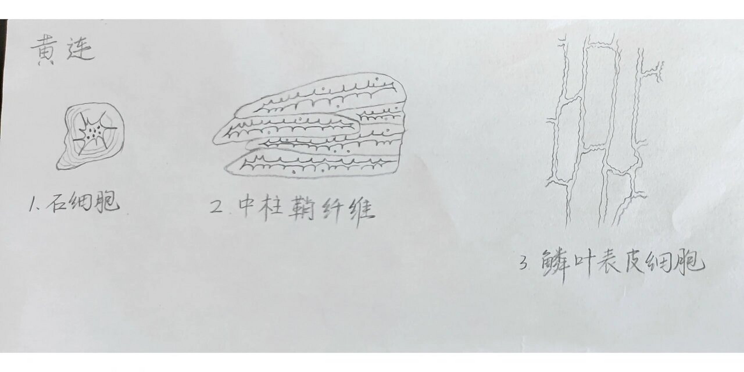 中药:黄连 粉末显微图