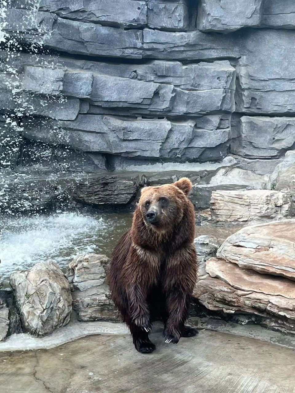 北京野生动物园 的小熊熊