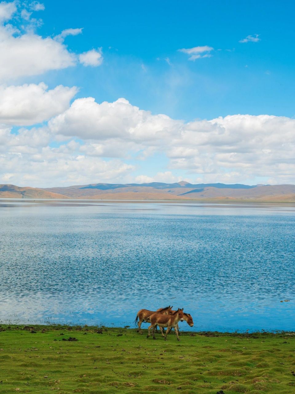 哲古草原 | 绿意盎然,山明水秀 哲古草原已经绿意盎然,山明水秀啦!
