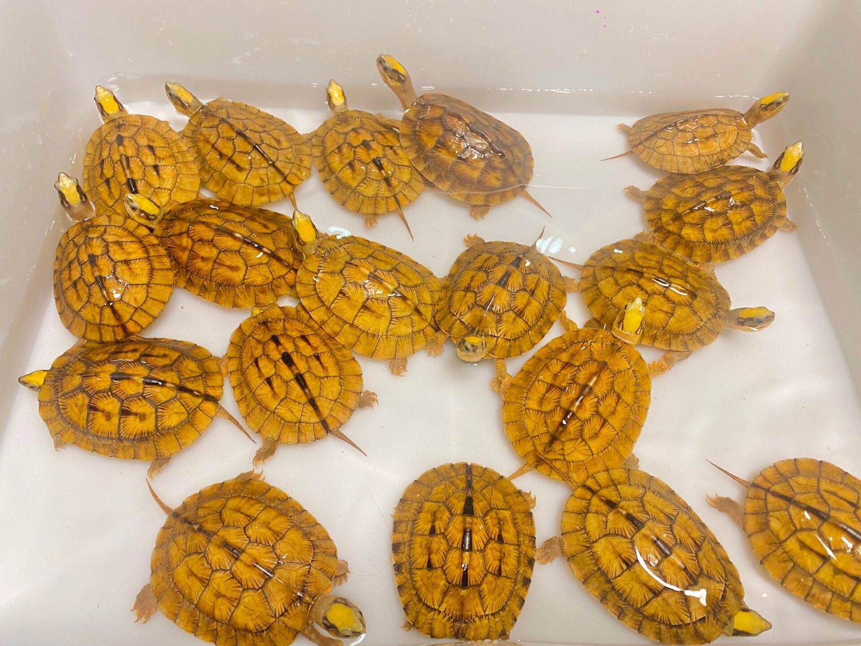 因此,将金钱龟饲养在家中,不仅