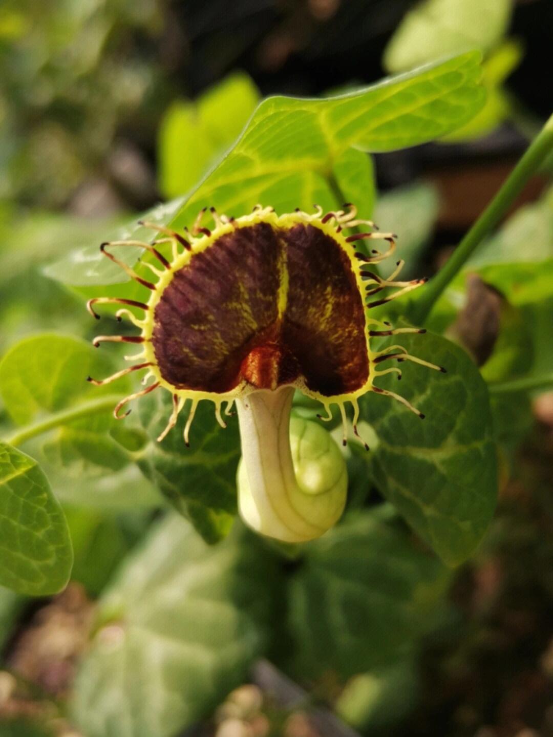 识百草之(又叫青木香,天仙藤) 90 马兜铃的果实可以入药, 性味苦,微