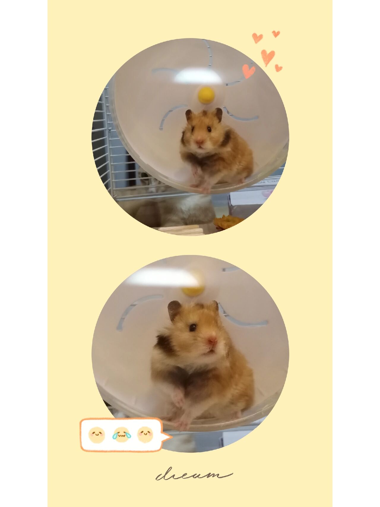 我要为虎纹熊正名!有姐妹会做表情包吗 (有姐妹能帮我配字吗?