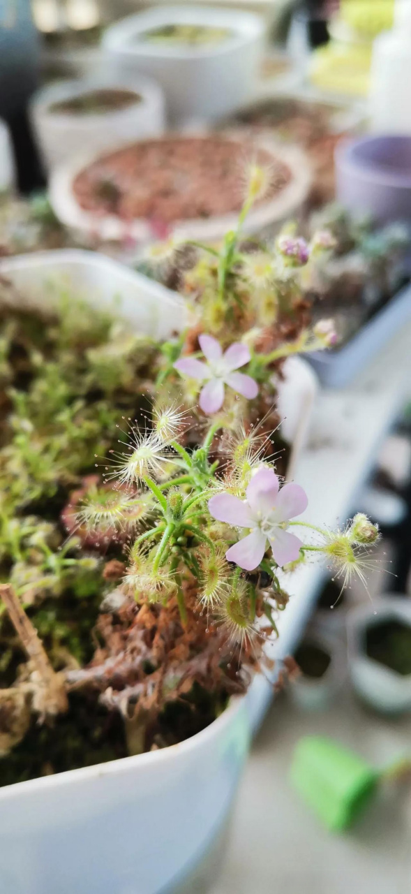 蝎子迷你茅膏菜开花啦 来自武汉花友的返图 原来食虫植物也很好养 没