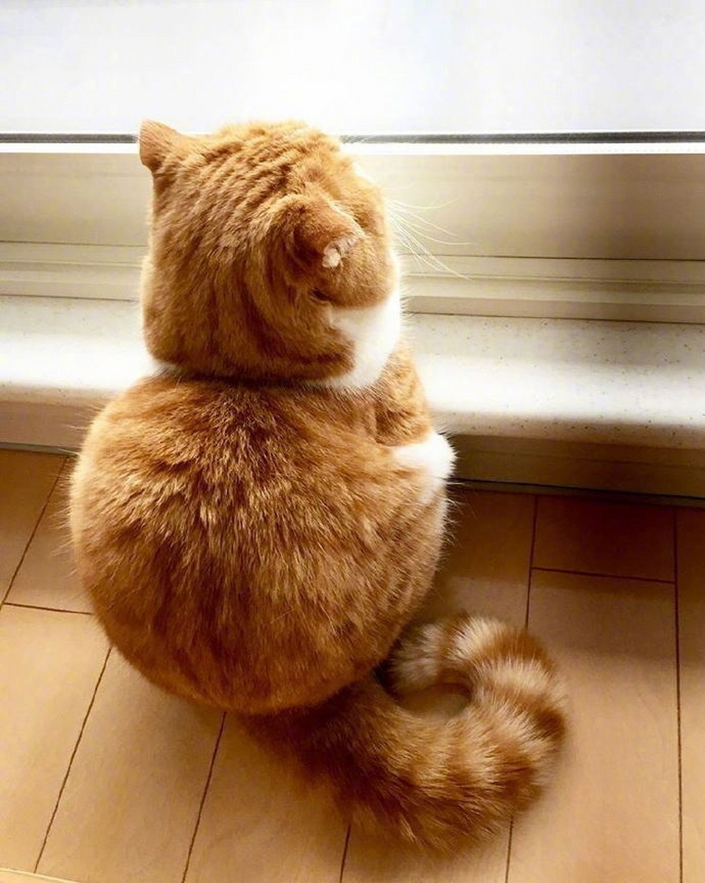 这只猫的背影太迷人了