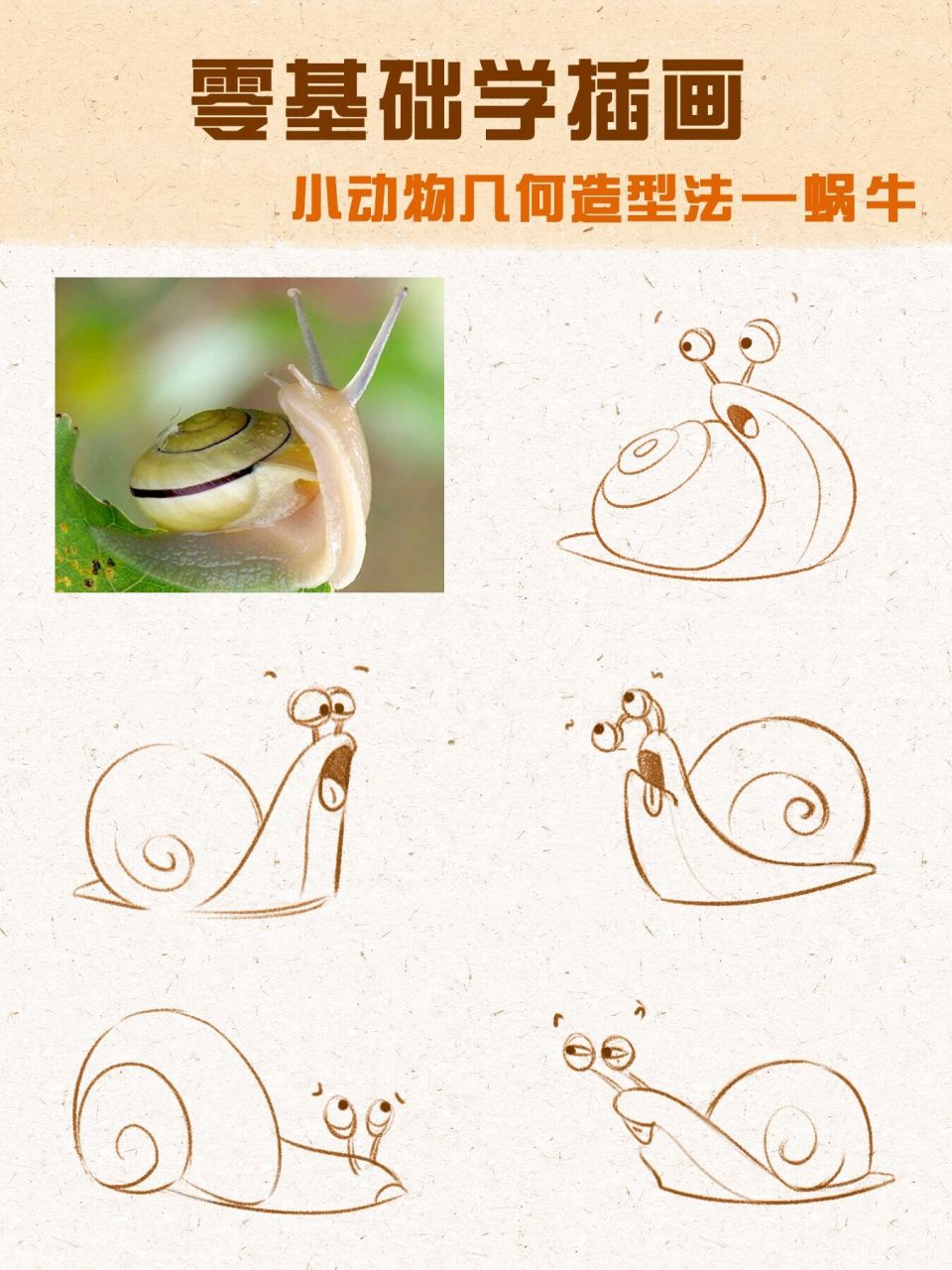 零基础插画教程|96小动物几何造型法—蜗牛 小tips: 	 16615