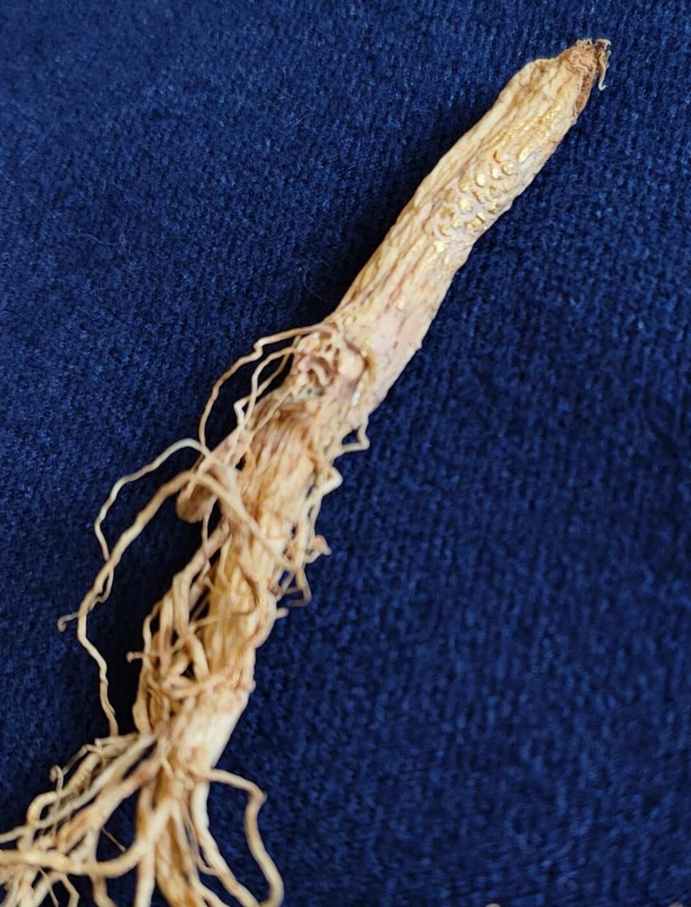 五加科.龙王参属】 紫蕴龙王参目前已知的生长地只有奇宝山和蓬莱岛.