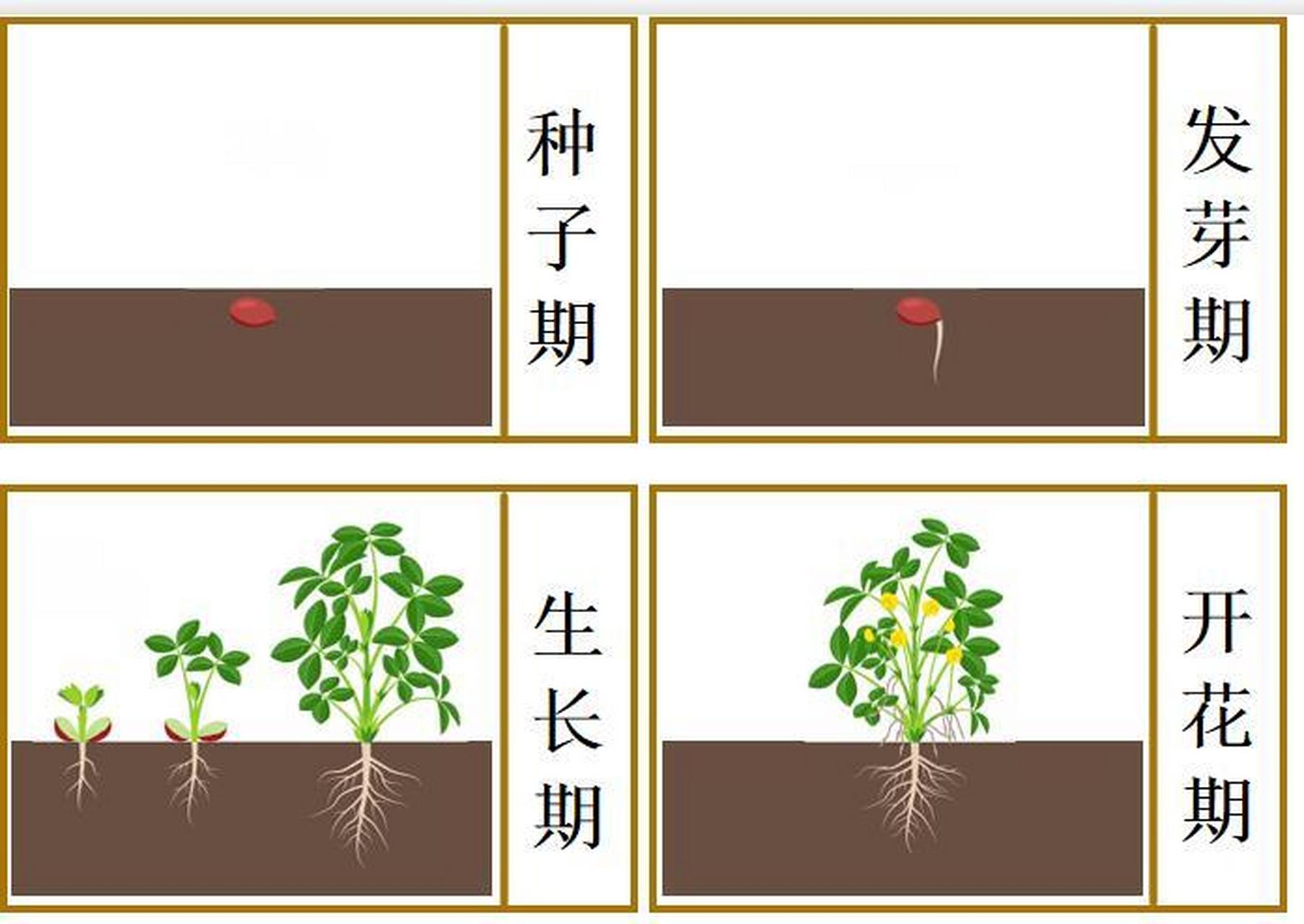 蒙氏|花生的生长过程三段卡 来配上实物给孩子上科学课 需要素材的