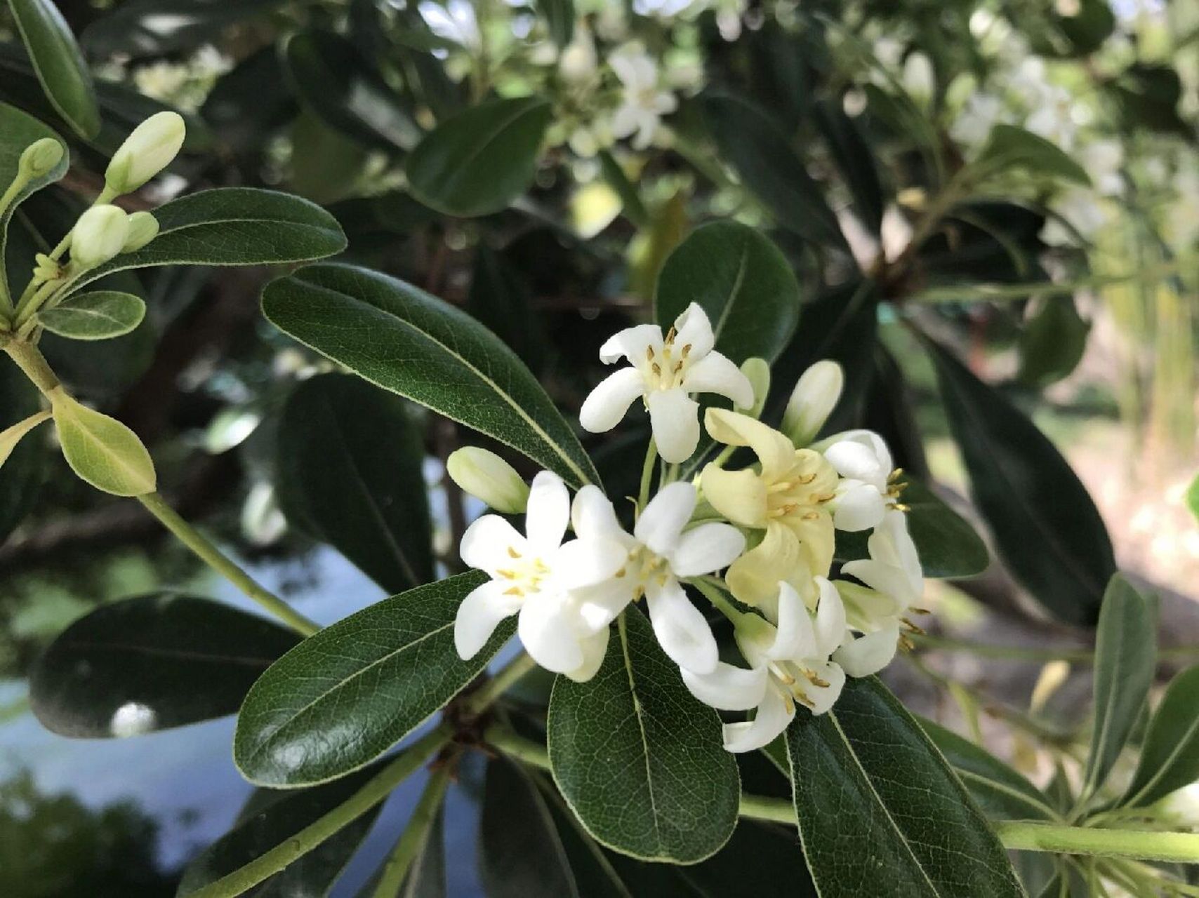 海桐花科图片