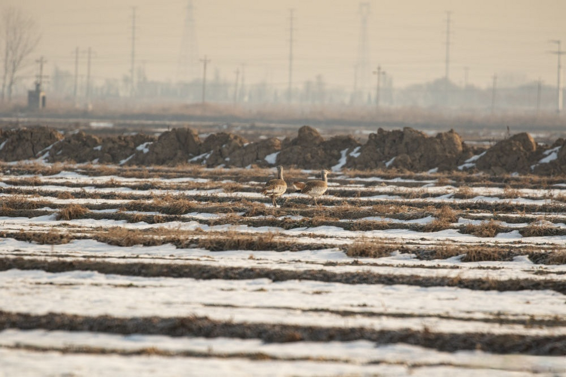 【国家一级保护动物大鸨现身河北衡水湖】#我是家乡代言人河北活动