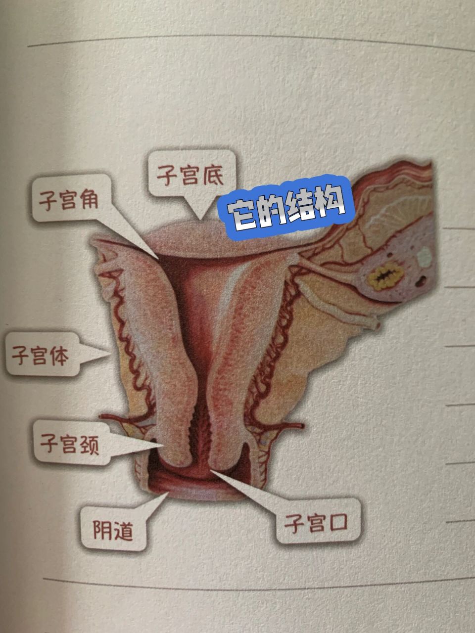 孕产相关生理解剖 99子宫 ----位于膀胱上部,耻骨和直肠之间,形状呈