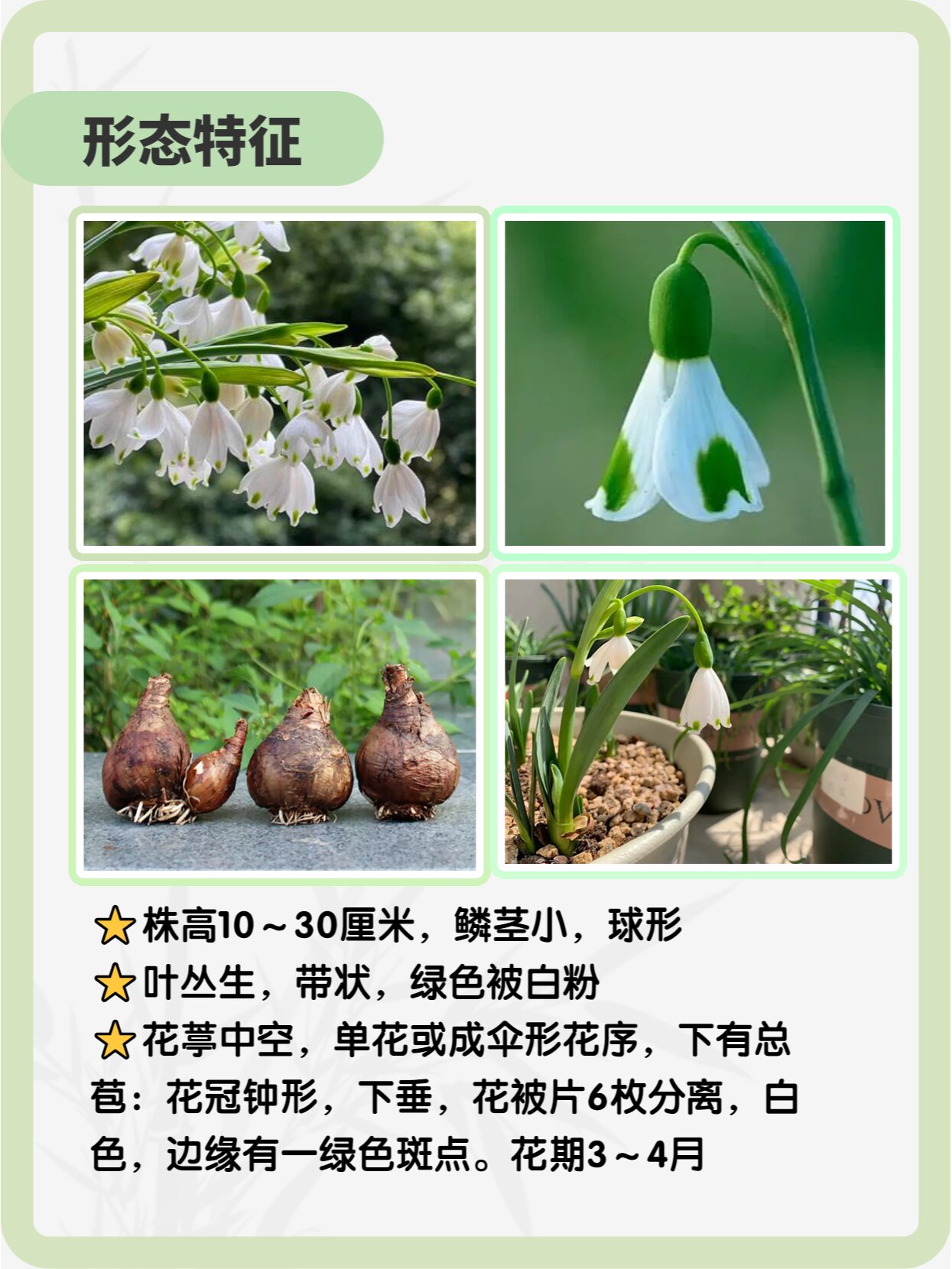 每天认识一种植物