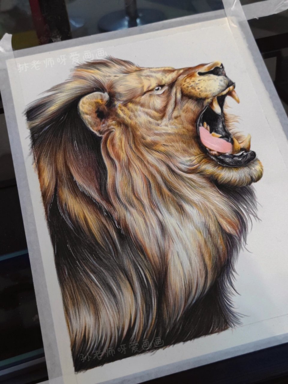 彩铅狮子|含步骤过程图 画了6小时左右 挺快的,还不算太精致, 国产