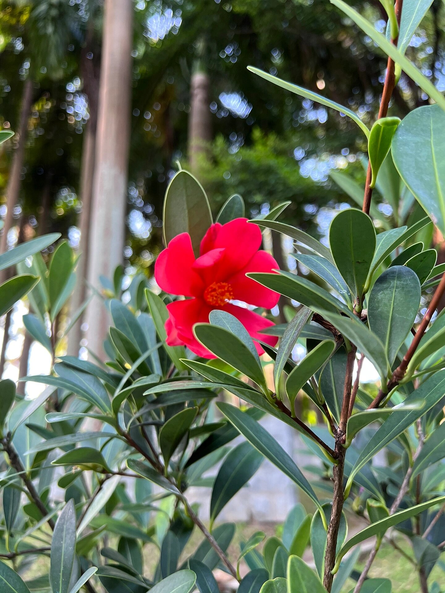 简单的六瓣就很美 花名:假大头茶,也叫杜鹃叶山茶,杜鹃红山茶 科属