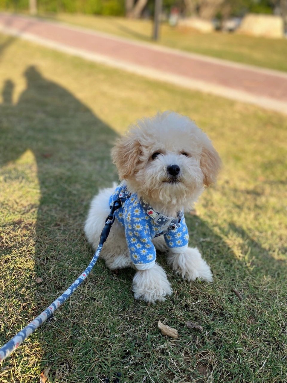 比熊比熊 香槟色比熊 你们有见过香槟色的比熊嘛 不知道长大以后会不