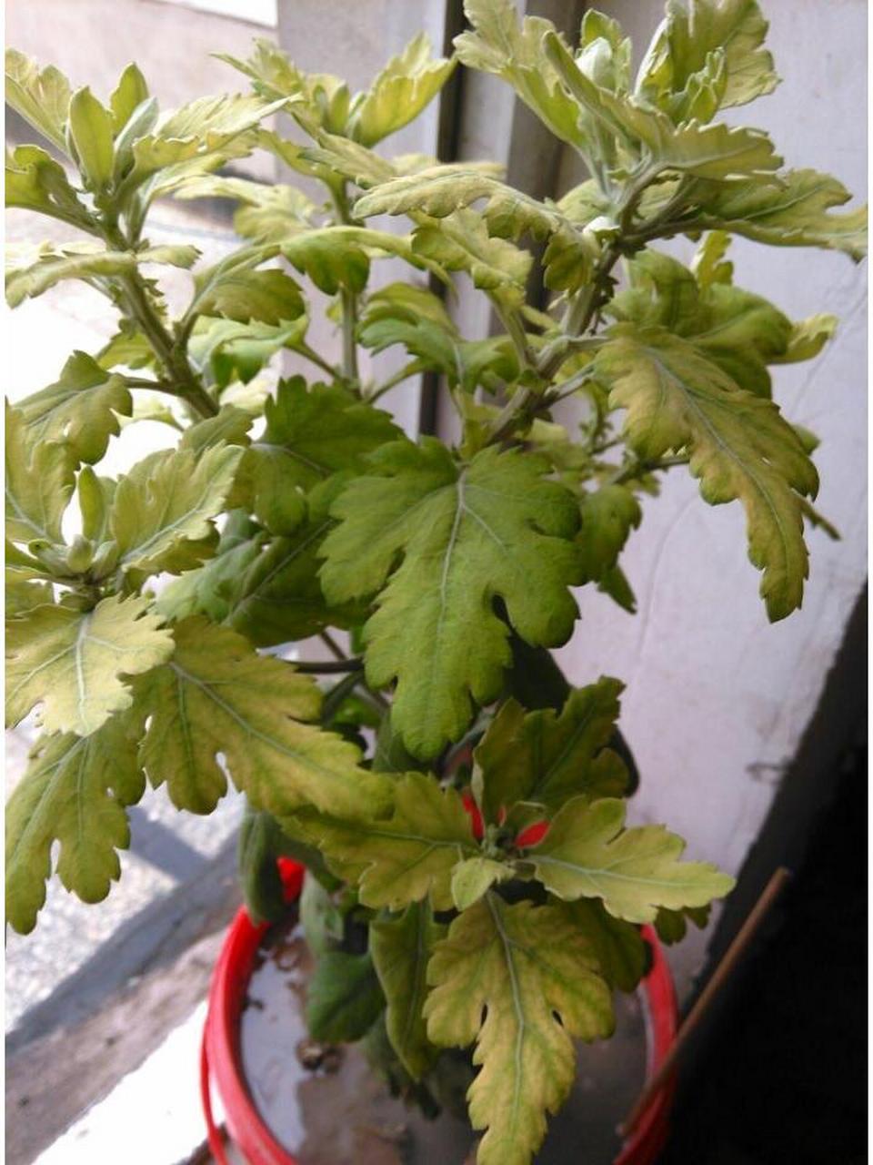 菊花叶片黄化有多种情况: 	 1,菊花缺肥,特别是氨肥缺乏,会使菊花