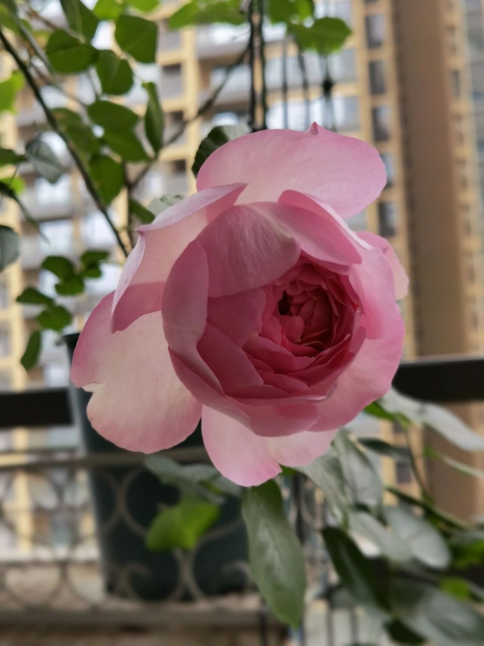 伊芙光 伊芙系列真的都太仙了,唯一缺点就是长势不怎么好,生长周期太