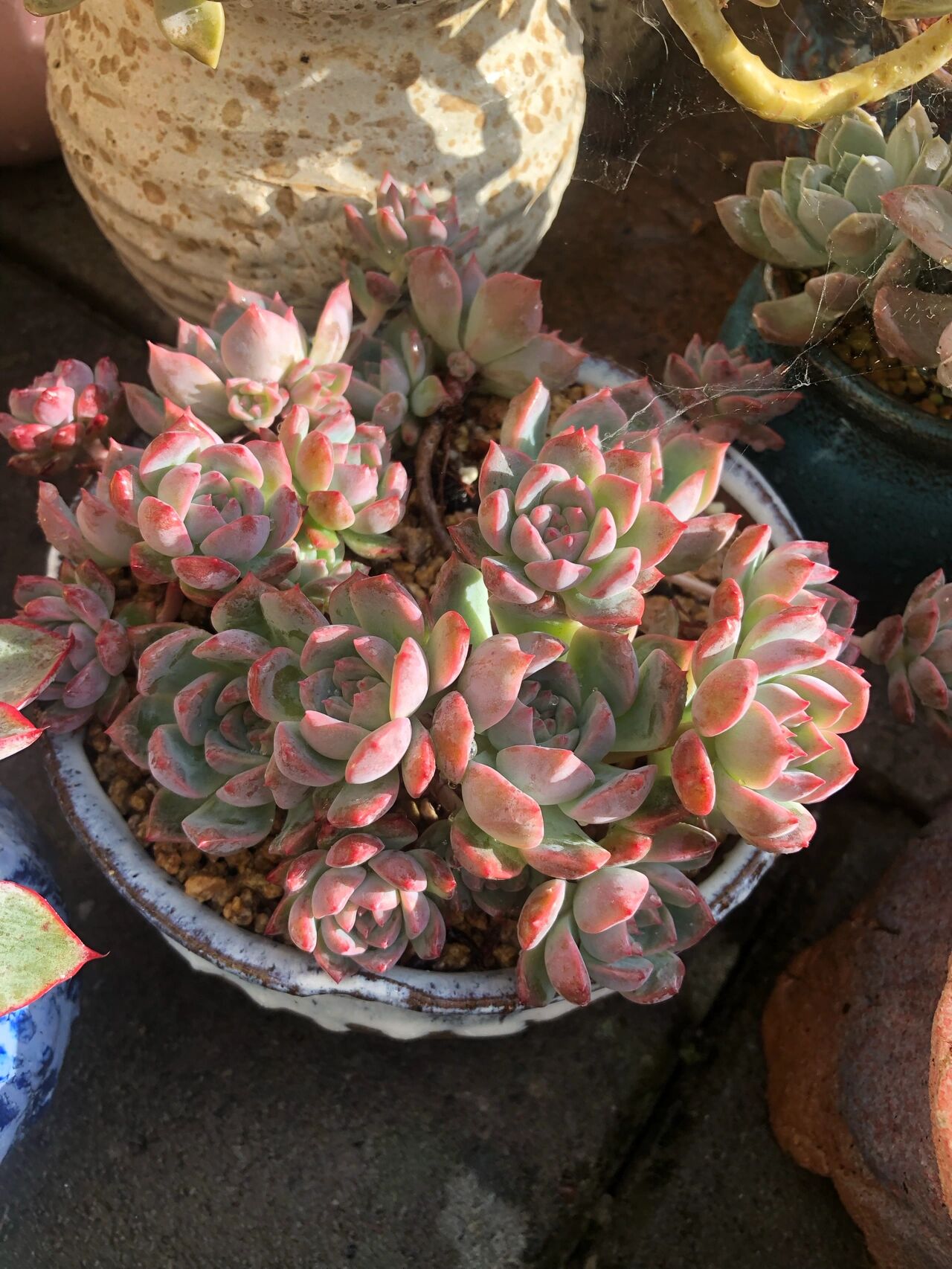 霜花多肉 霜花,小型品种,易群生易爆头,容易长成捧花状.