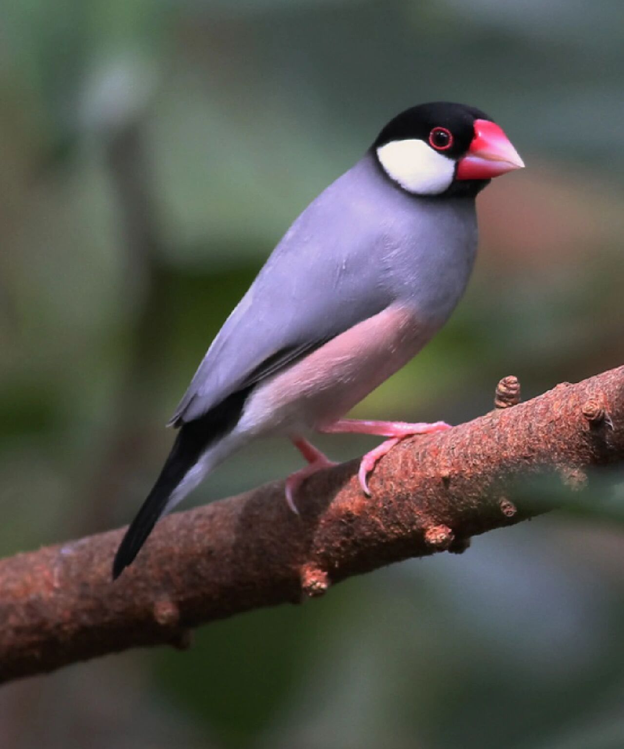 怎样养好灰文鸟