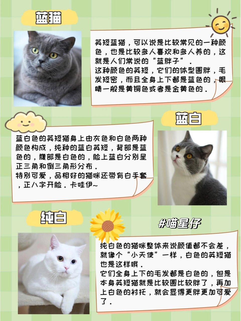 蓝猫 蓝猫是最为常见的一种英短,价格便宜还好看.俗称"蓝胖子".