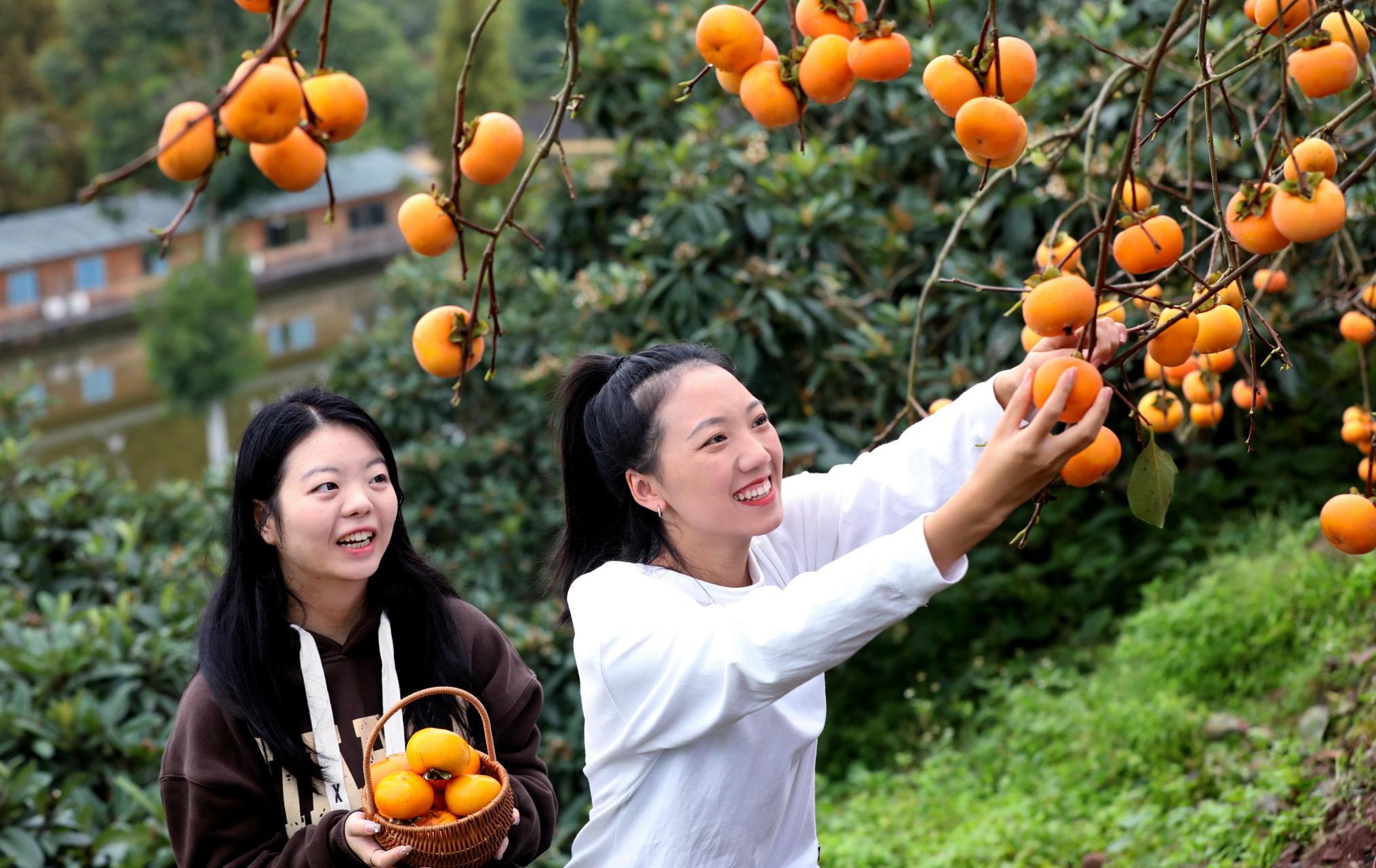 【四川仁寿:红了柿子 火了乡村】金秋时节,四川省眉山市仁寿县宝马镇