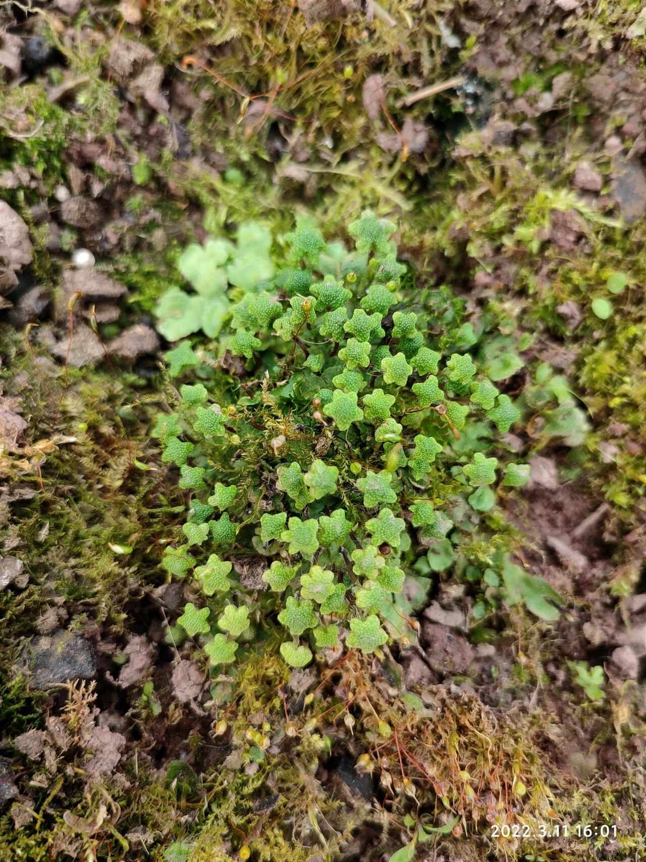 举着小星星的地钱 大家有注意过在潮湿的墙角或者你的花盆里长出来的