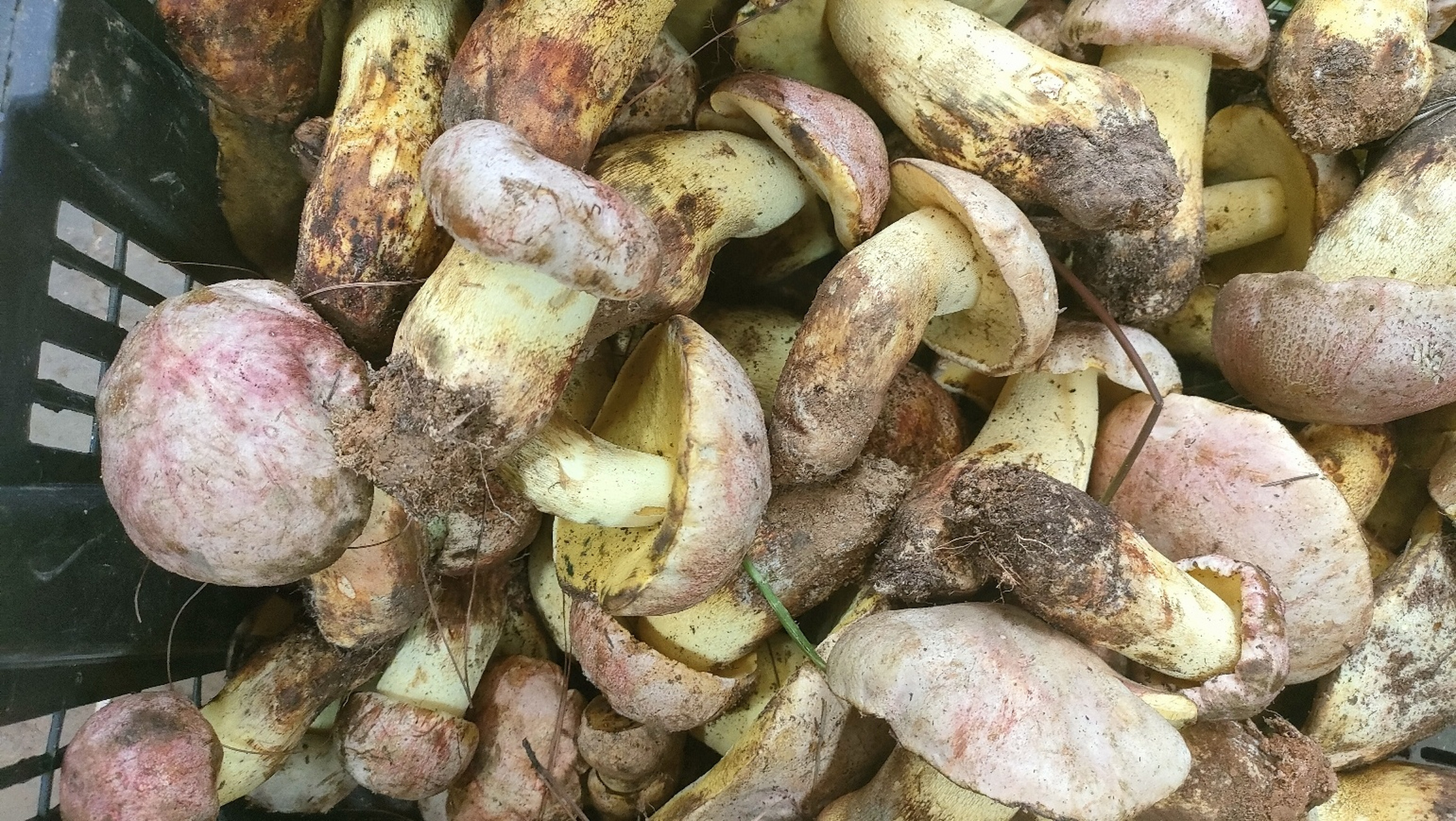 云南野生菌之白葱(桃红牛肝菌) 白葱牛肝菌是世界著名食用菌,日本皇家