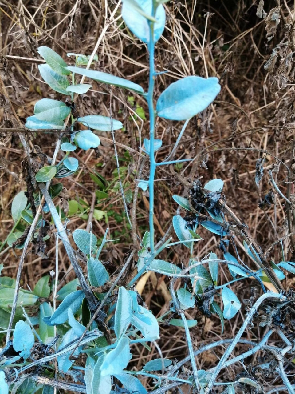 惊现蓝银草? 三哥你是不是在附近