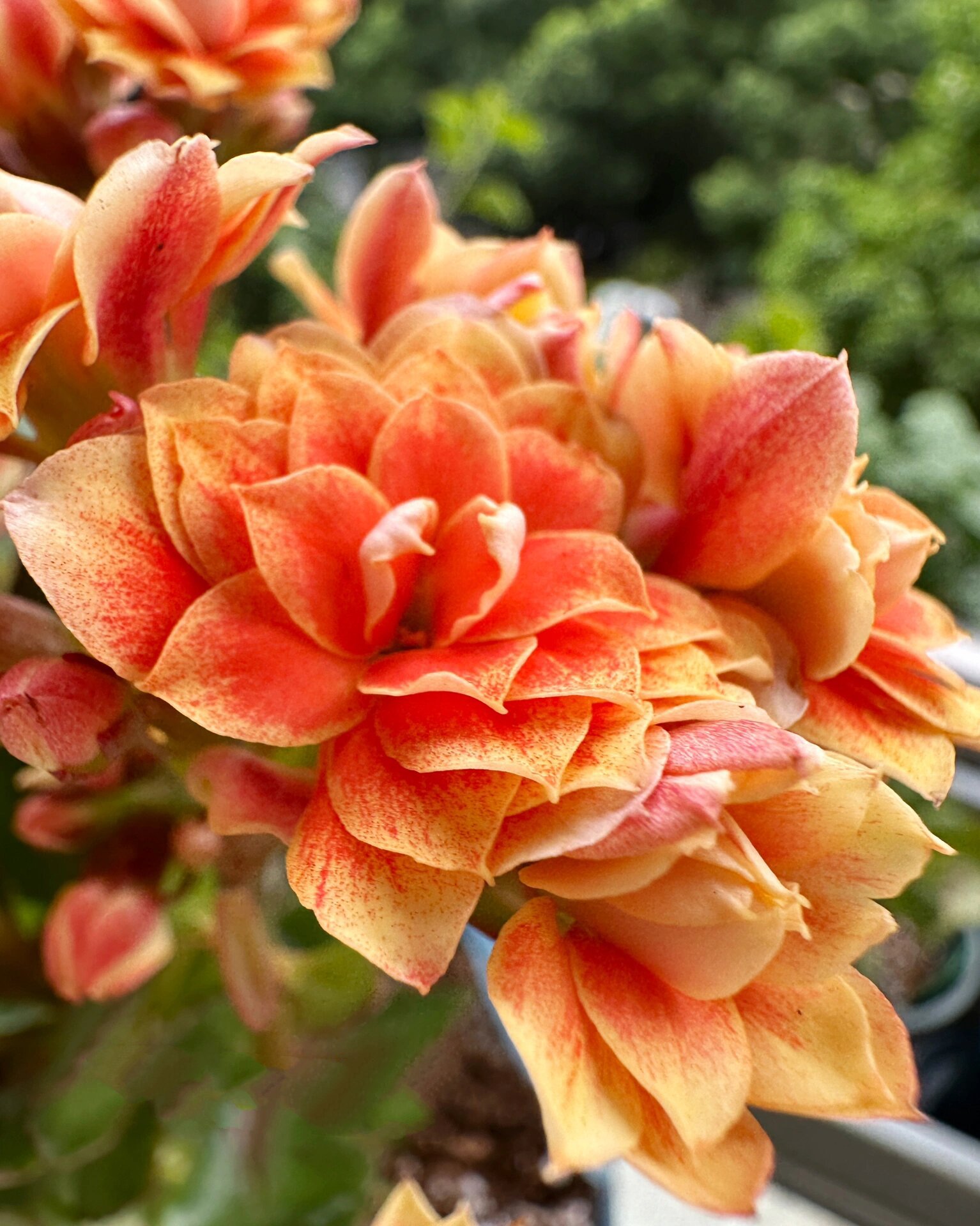 长寿花 极光 是不是还有一个名字叫橙色极光变色呀?