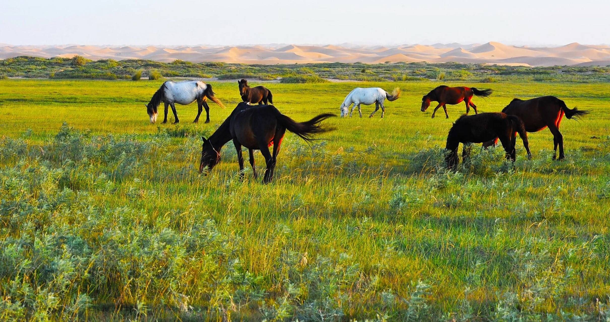 阿拉善通湖草原旅游区介绍 旅游区位于宁蒙交界的腾格里沙漠腹地,2012