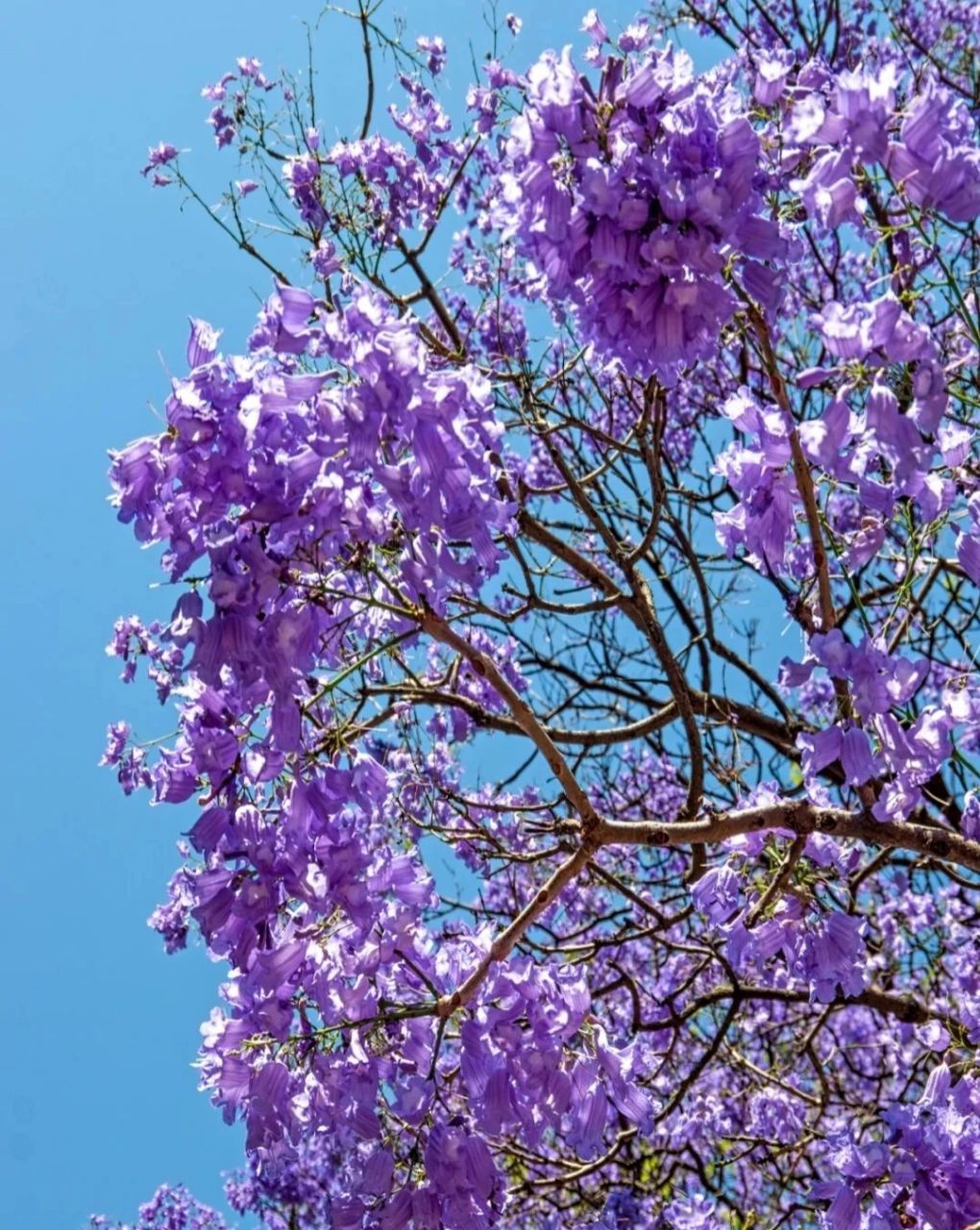 蓝桉花朵 有一种植物叫蓝桉,这种花很霸道,它周围所有植物都会因为它