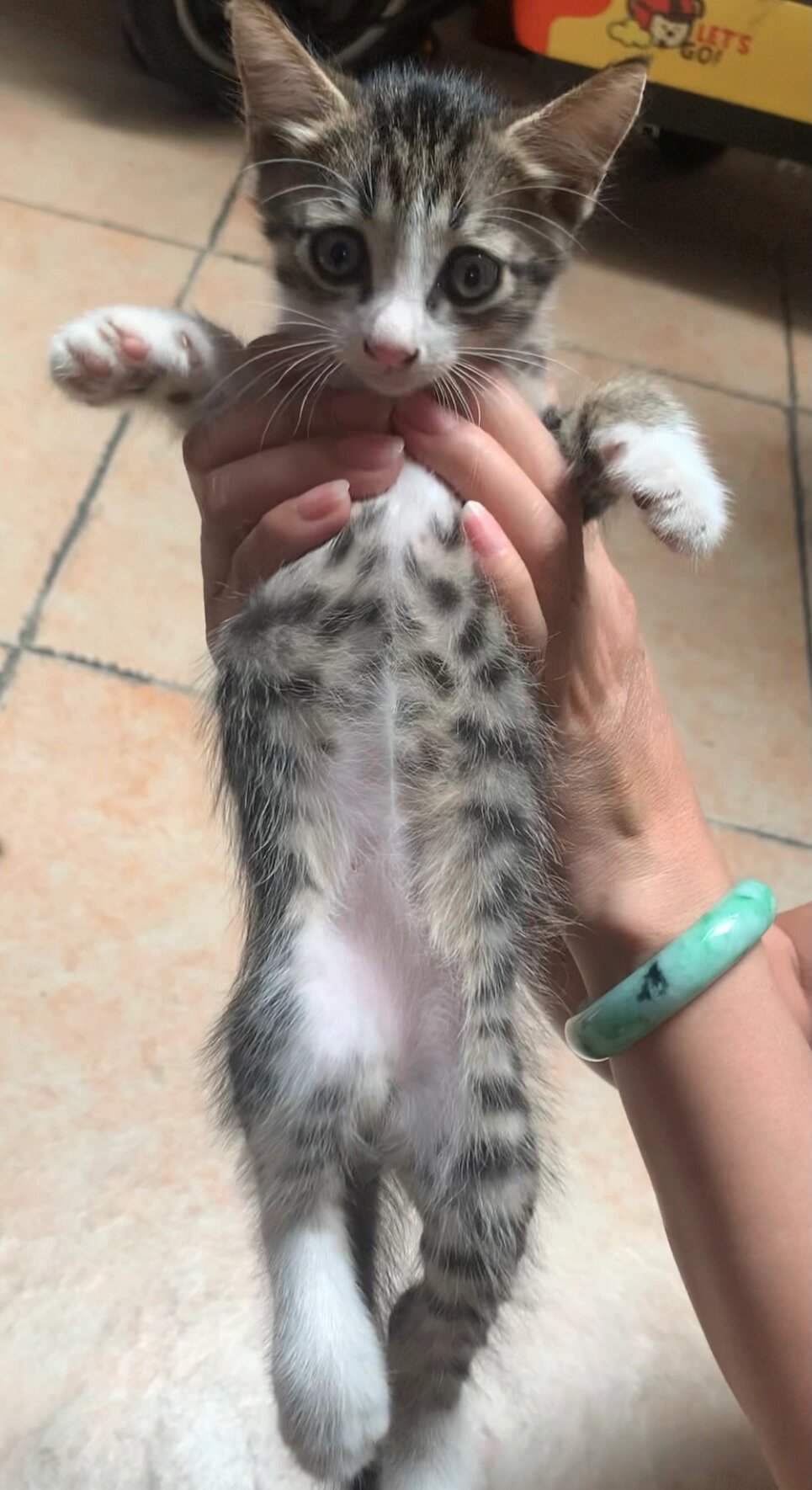 右划看看橘猫和奶牛猫生的俩崽子 生出了三花和狸花,却没有奶牛和小橘